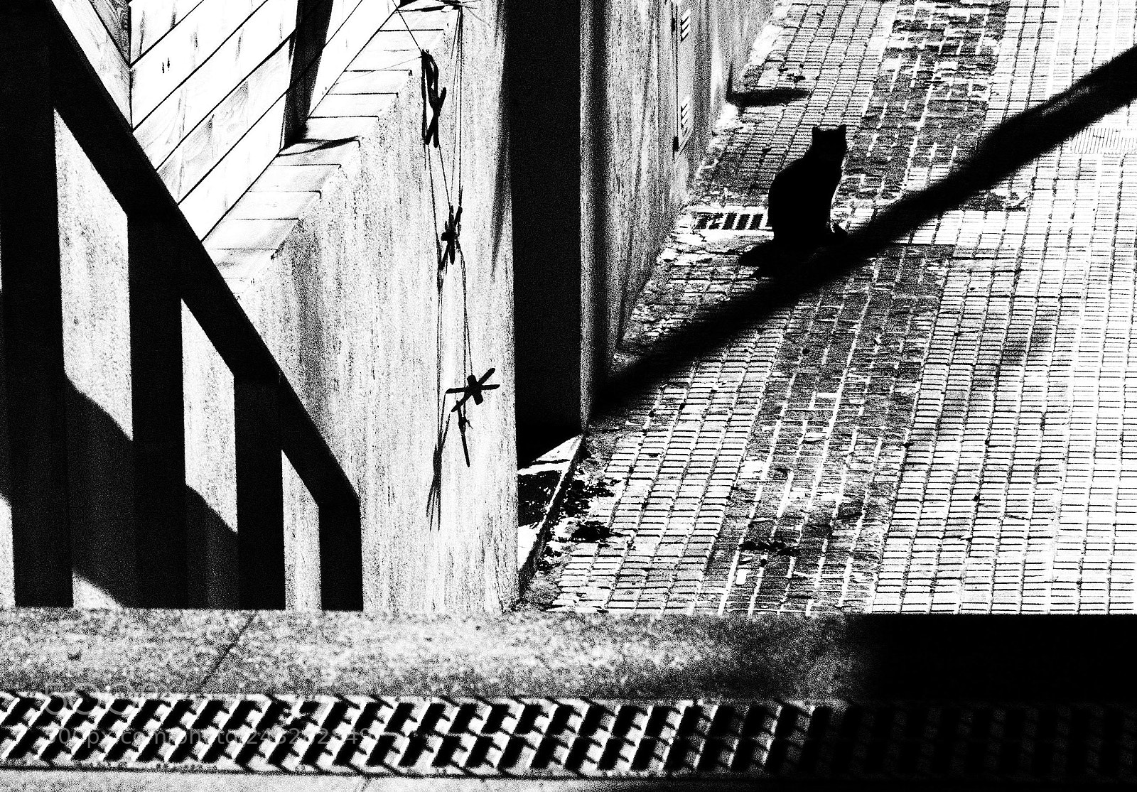 Olympus OM-D E-M5 II sample photo. Gat de carrer photography