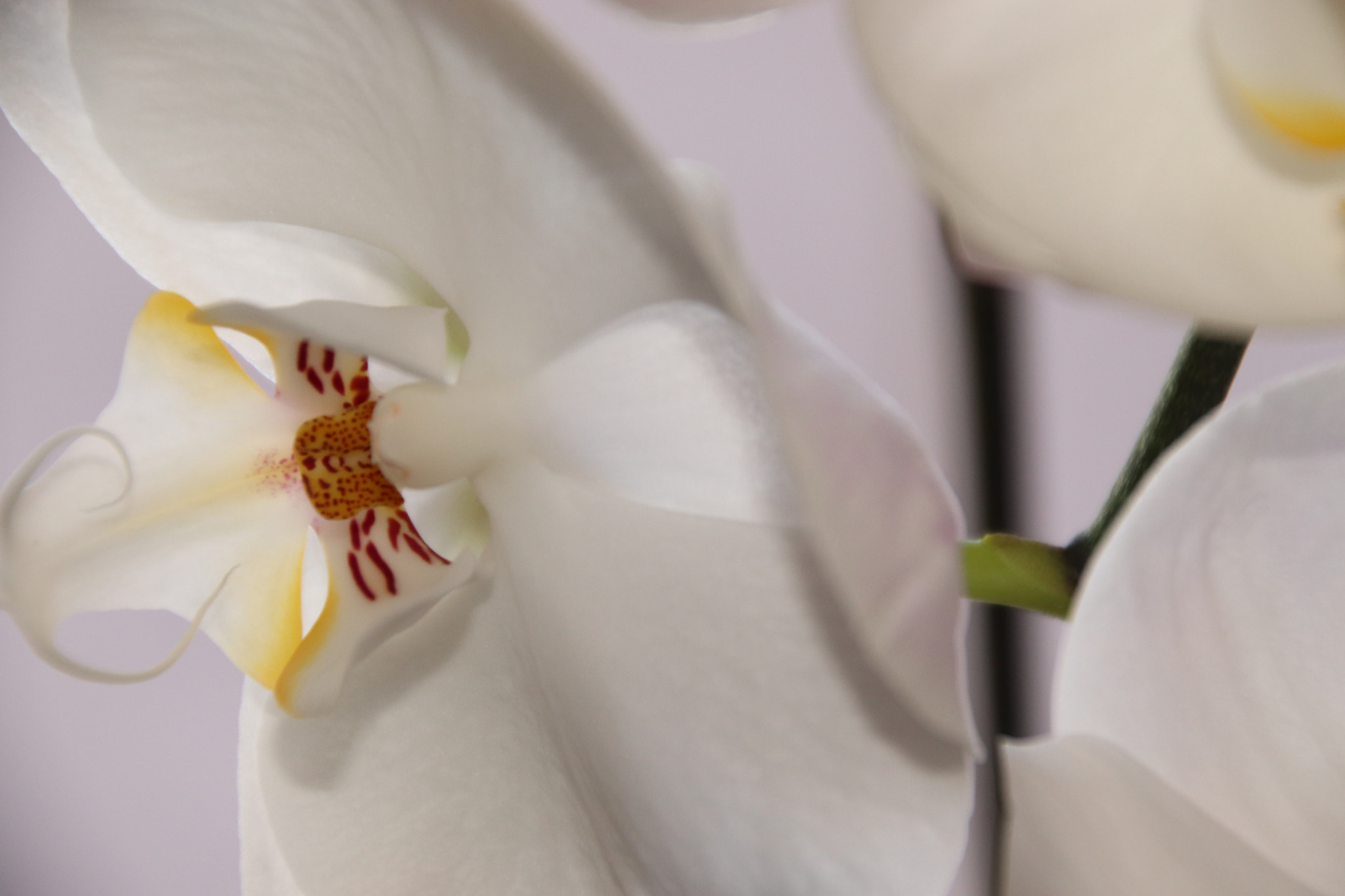 Canon EOS 77D (EOS 9000D / EOS 770D) sample photo