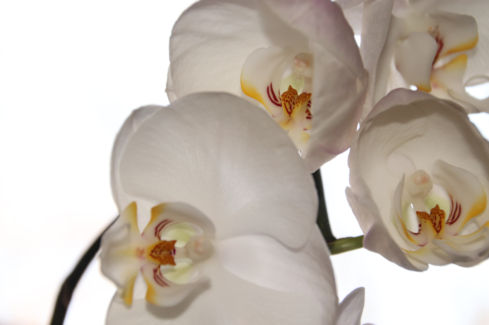 Canon EOS 77D (EOS 9000D / EOS 770D) sample photo