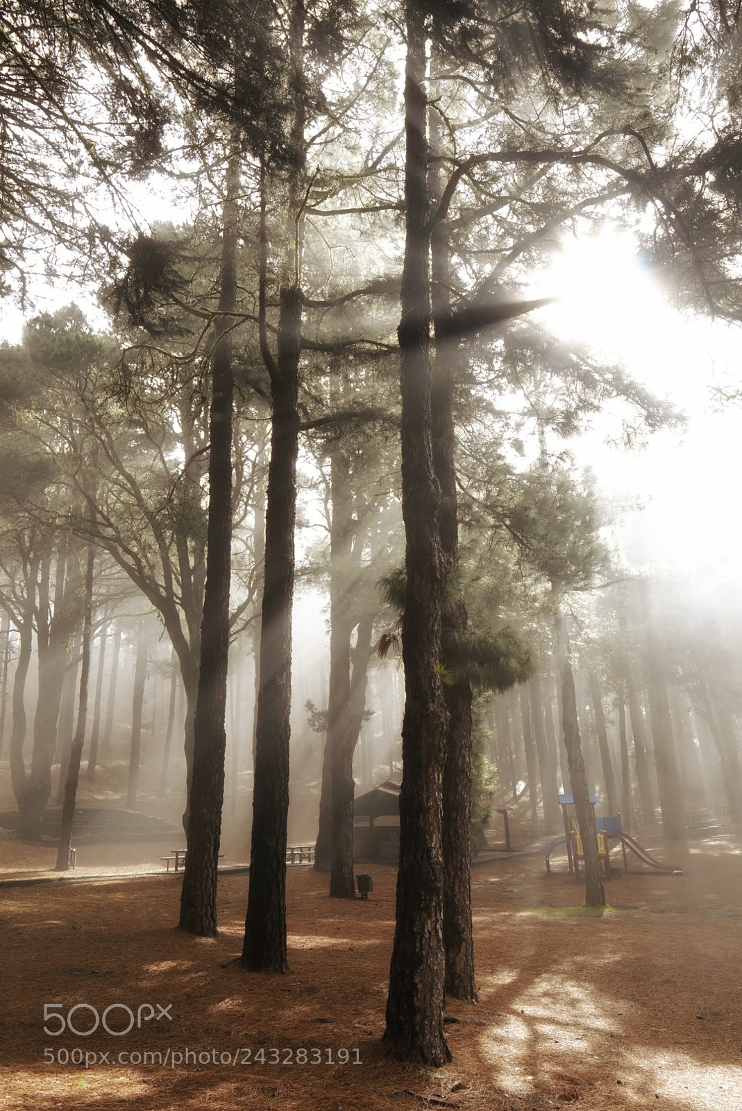 Sony Alpha NEX-6 sample photo. La palma - el photography