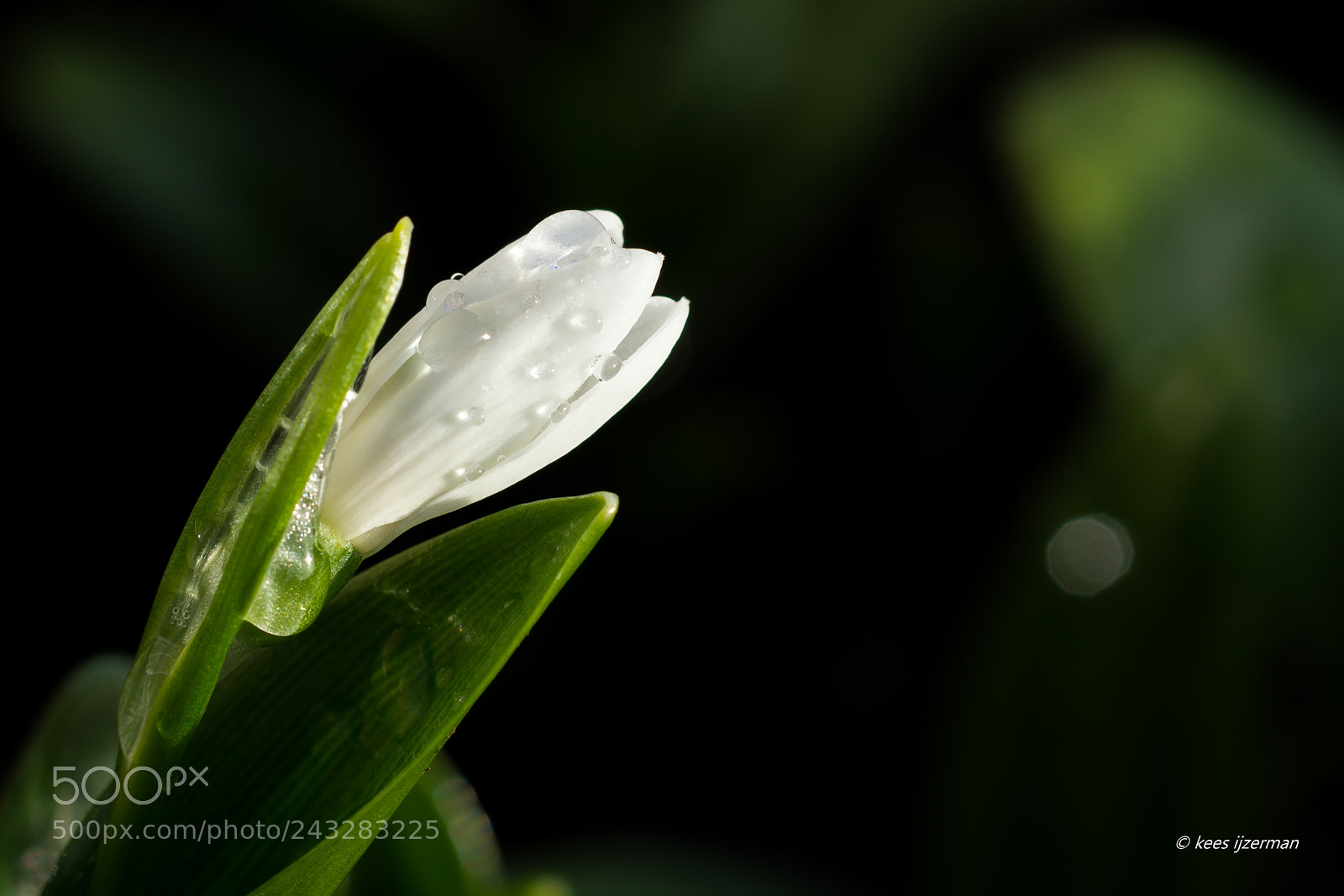 Sony SLT-A77 sample photo. Snowdrop. photography