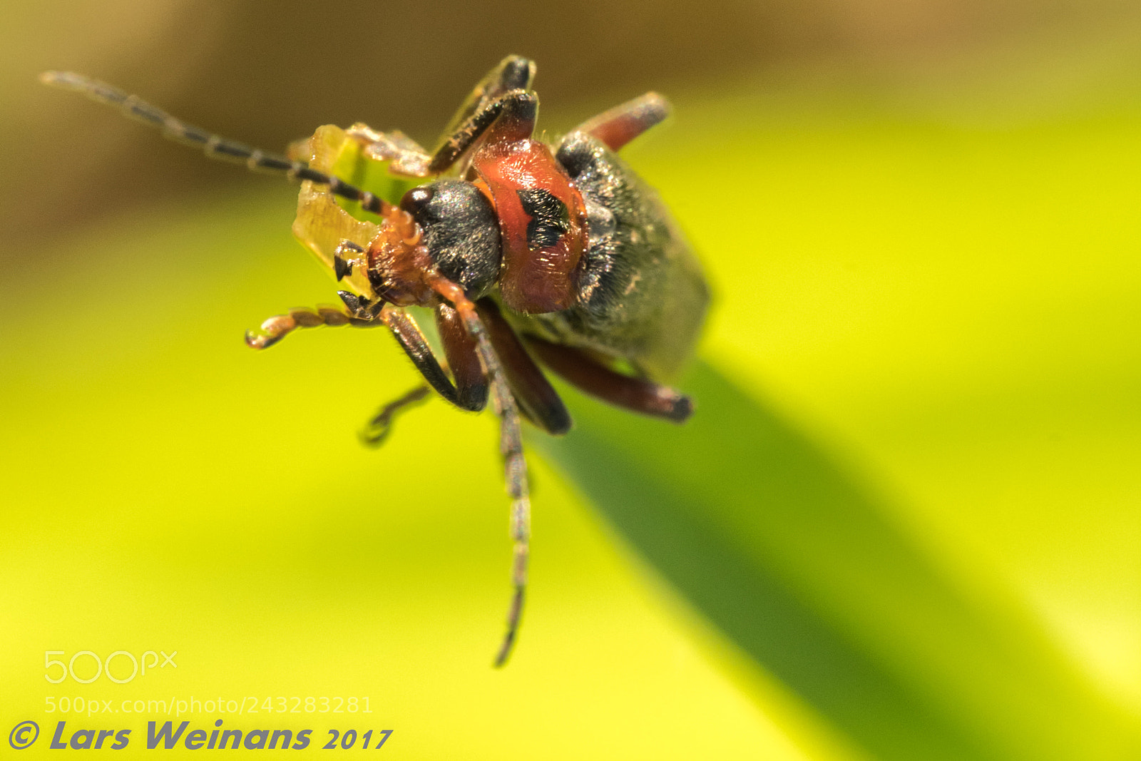 Nikon D500 sample photo. Untitled photography