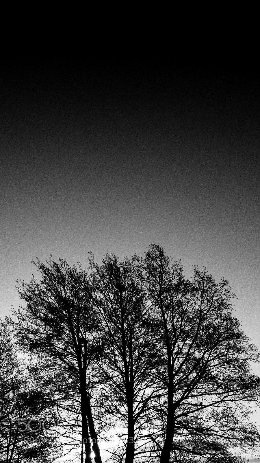 Apple iPhone 7 sample photo. Three trees photography