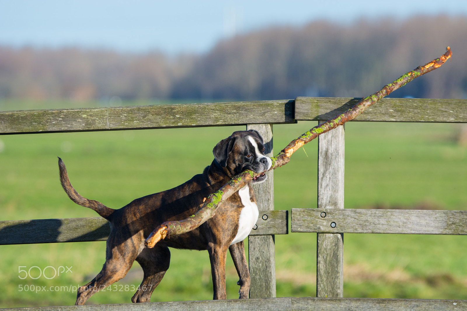Nikon D7100 sample photo. A dog on a photography