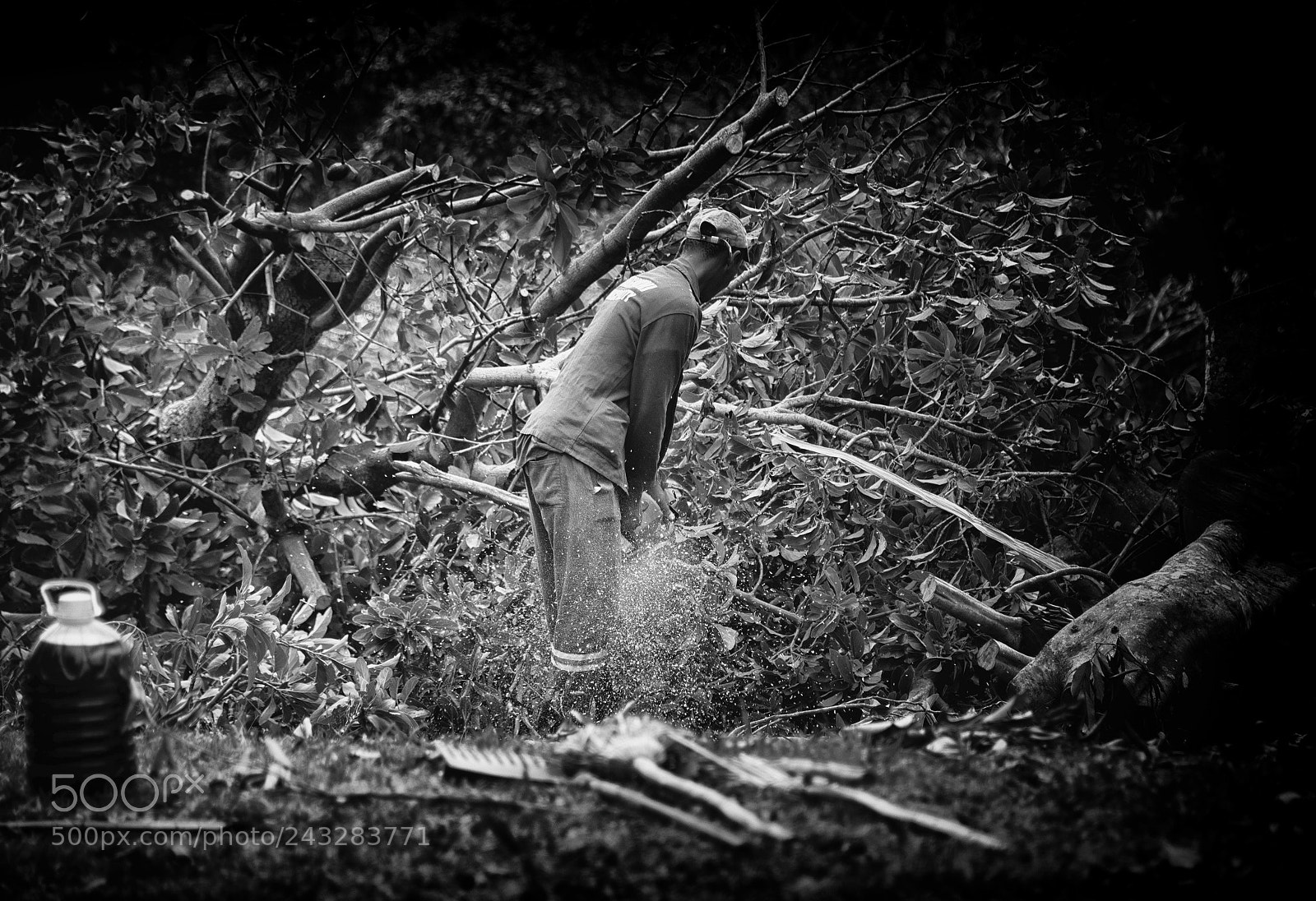Nikon D610 sample photo. Cut down photography