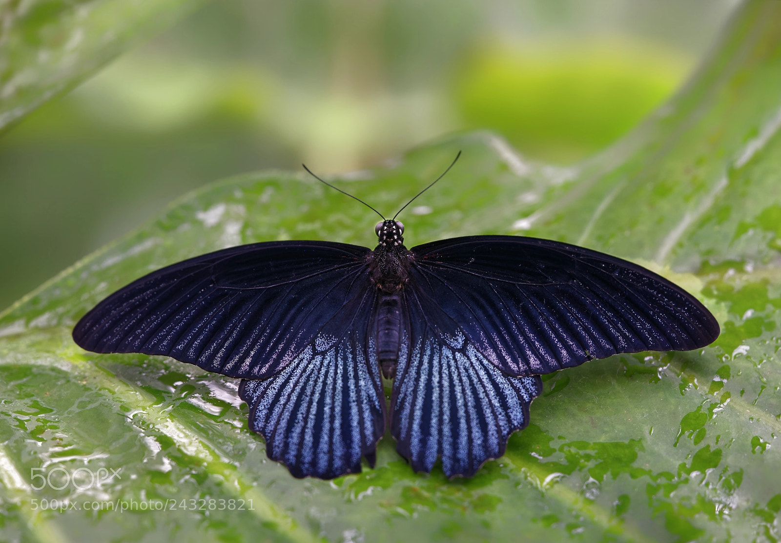 Sony a7 II sample photo. Papilio memnon photography