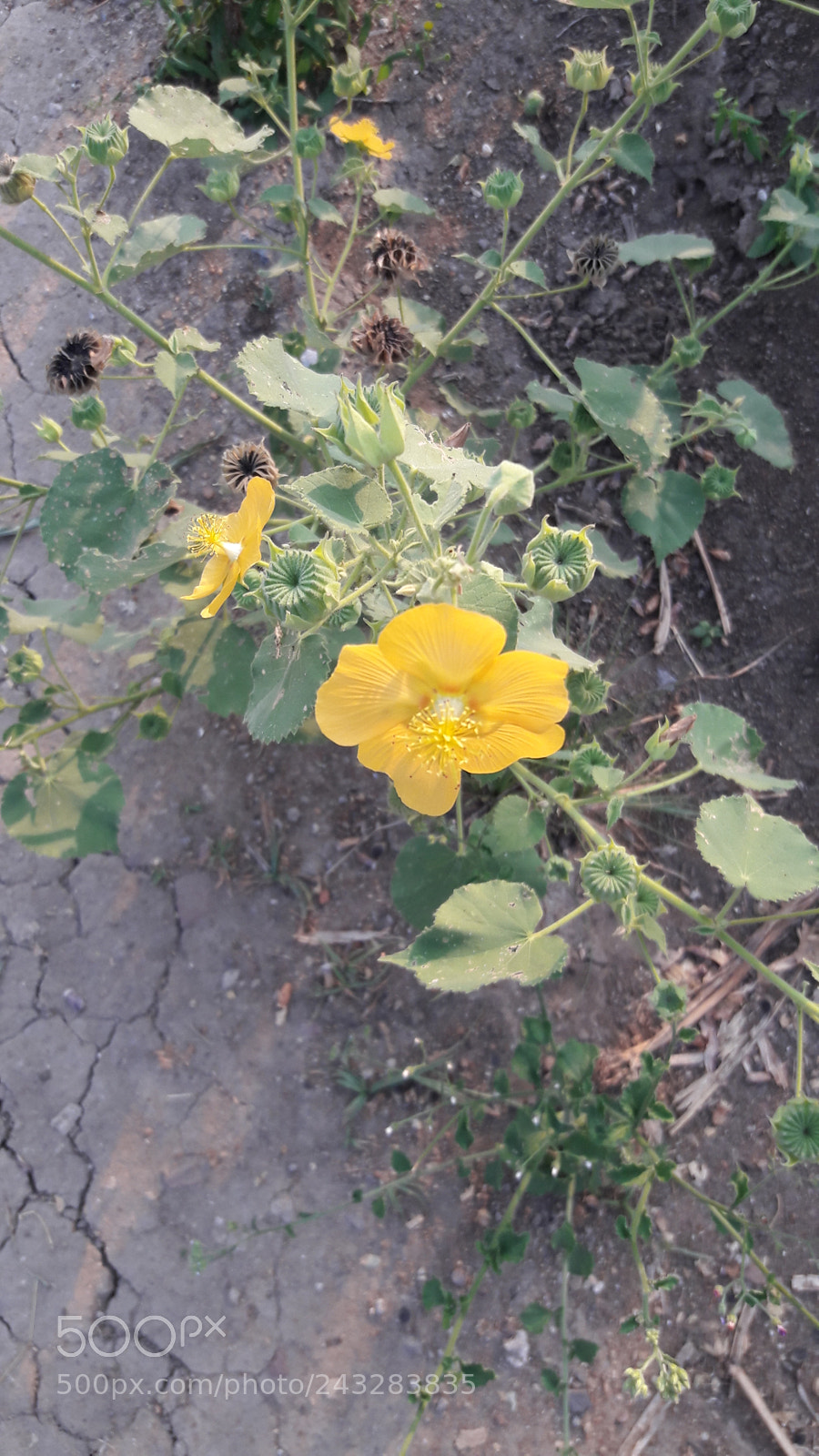 Samsung Galaxy J7 sample photo. Untitled photography