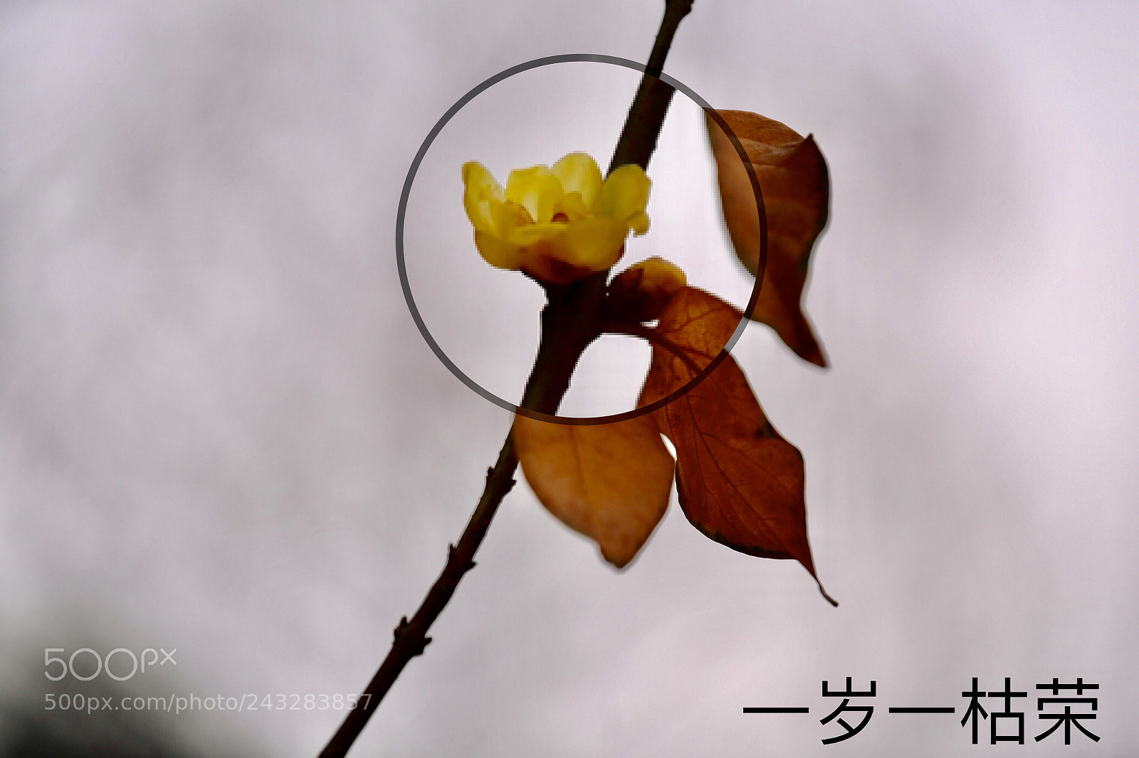 Nikon D5 sample photo. Untitled photography