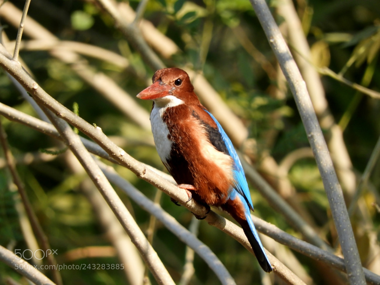 Nikon Coolpix B700 sample photo. Kingfisher photography