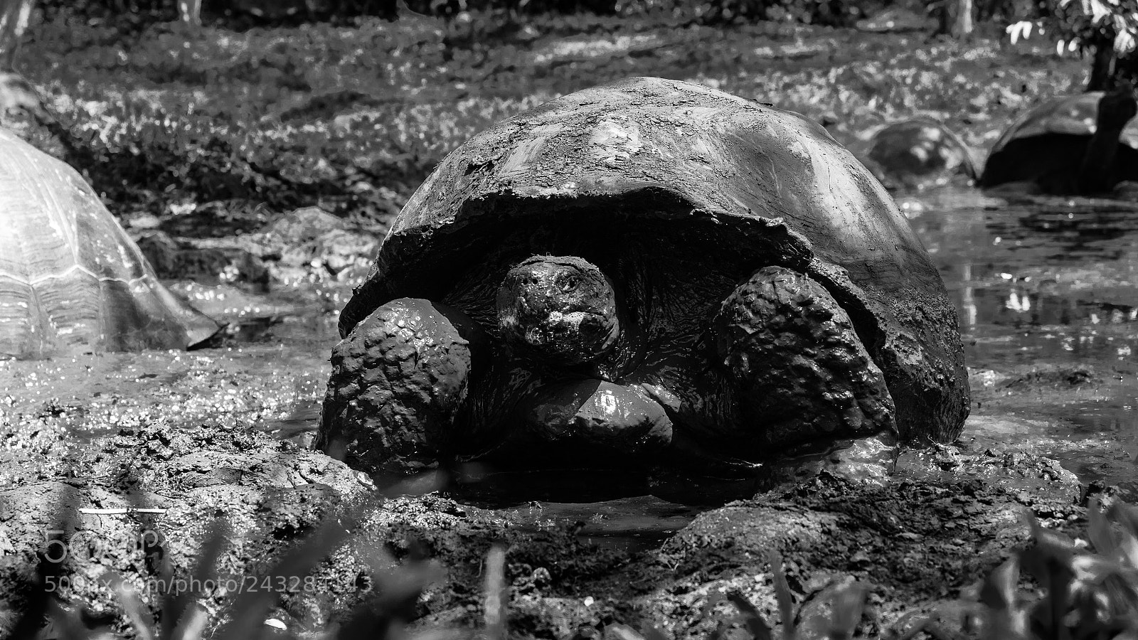 Olympus OM-D E-M1 Mark II sample photo. Galapagos tortoise photography