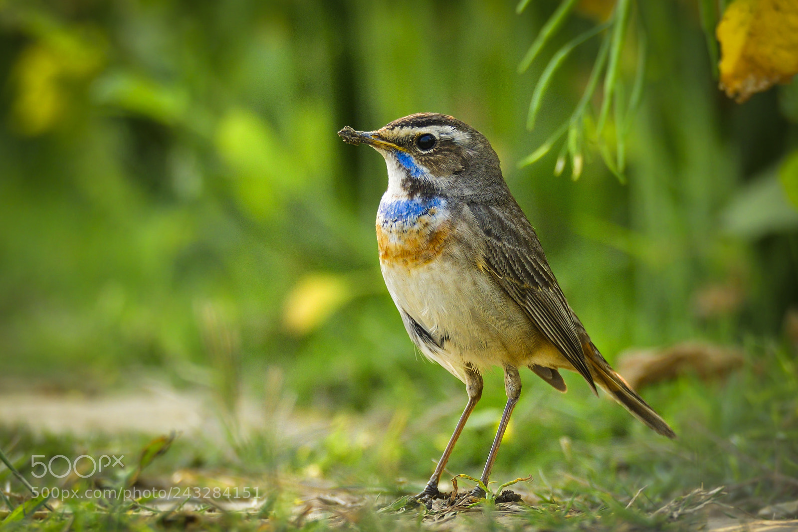 Nikon D500 sample photo. Bluethroat photography