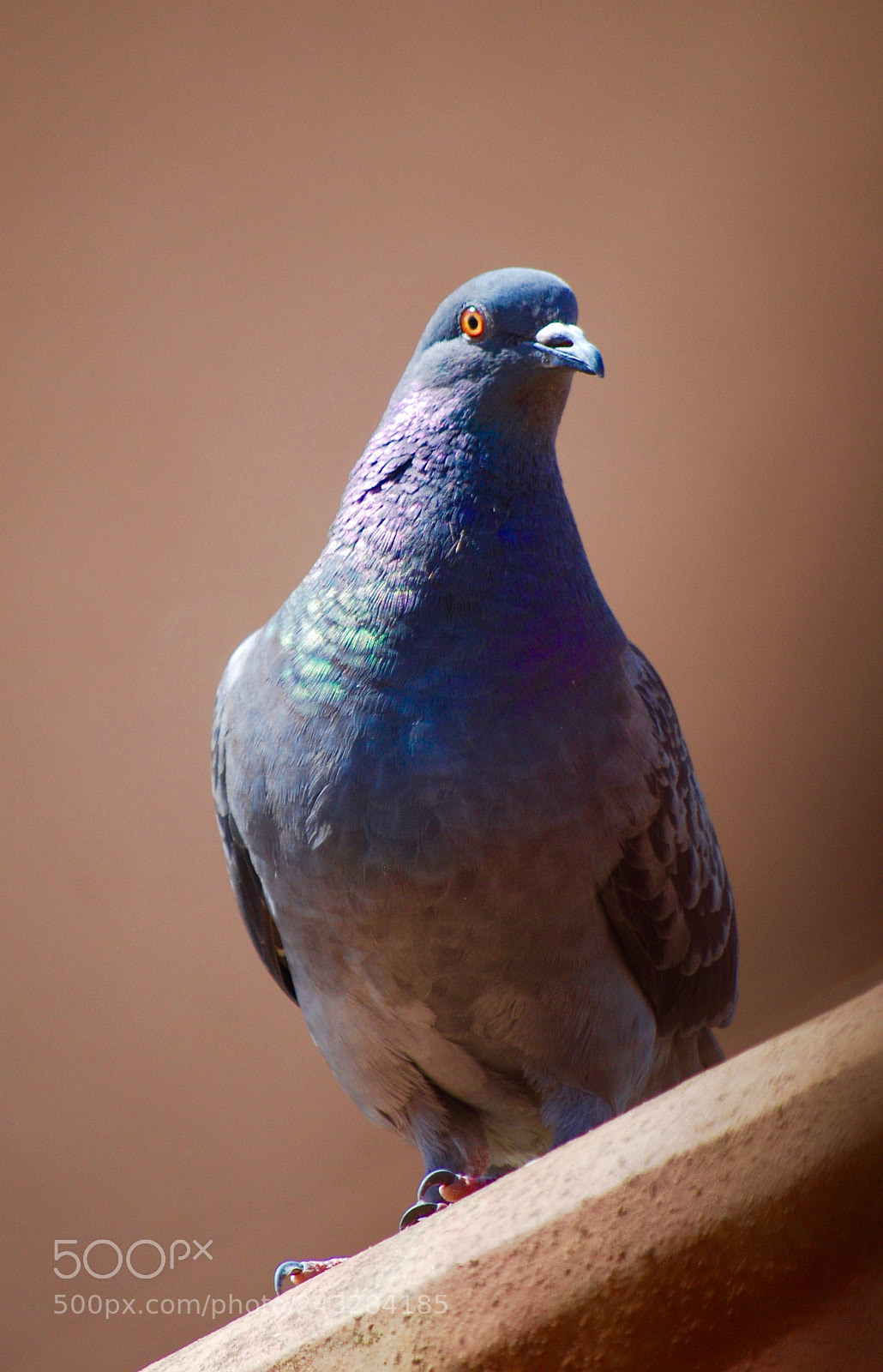 Nikon D60 sample photo. Columba oenas photography