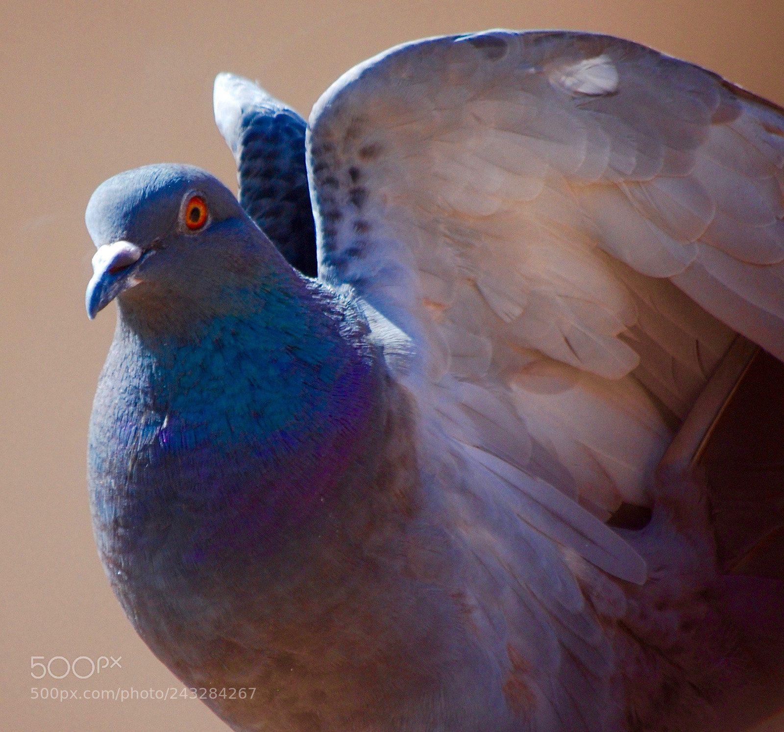 Nikon D60 sample photo. Columba oenas photography