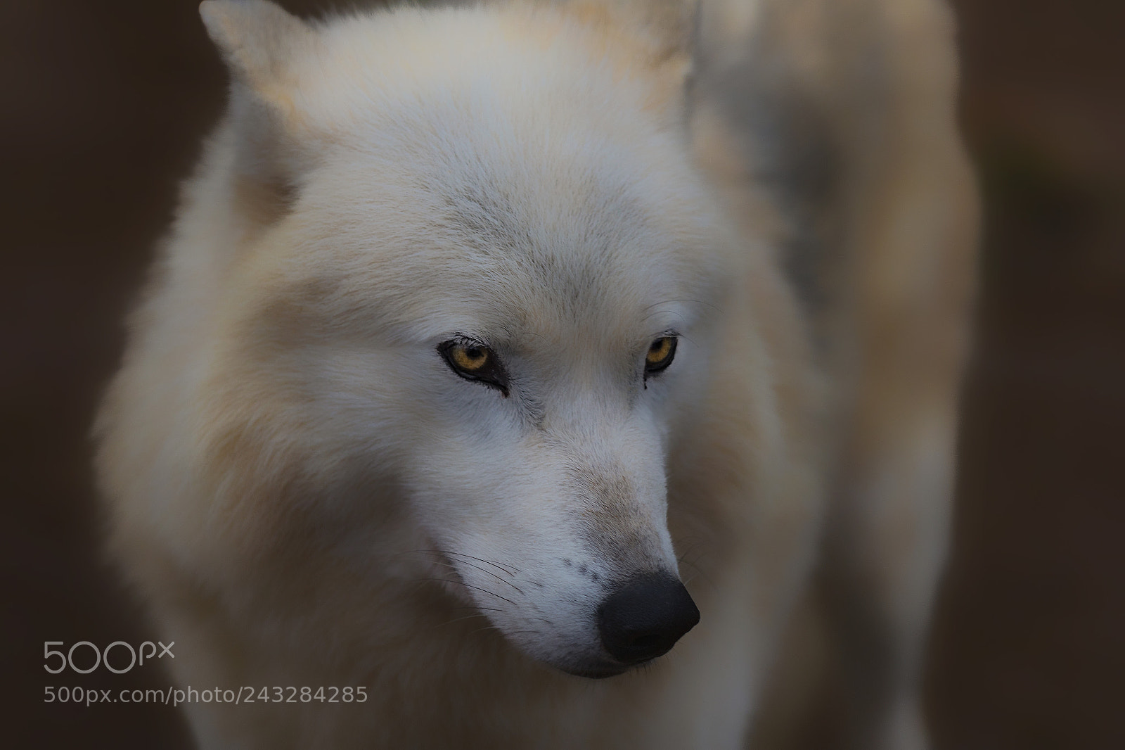 Canon EOS-1D X Mark II sample photo. Alphawolf knut..... photography