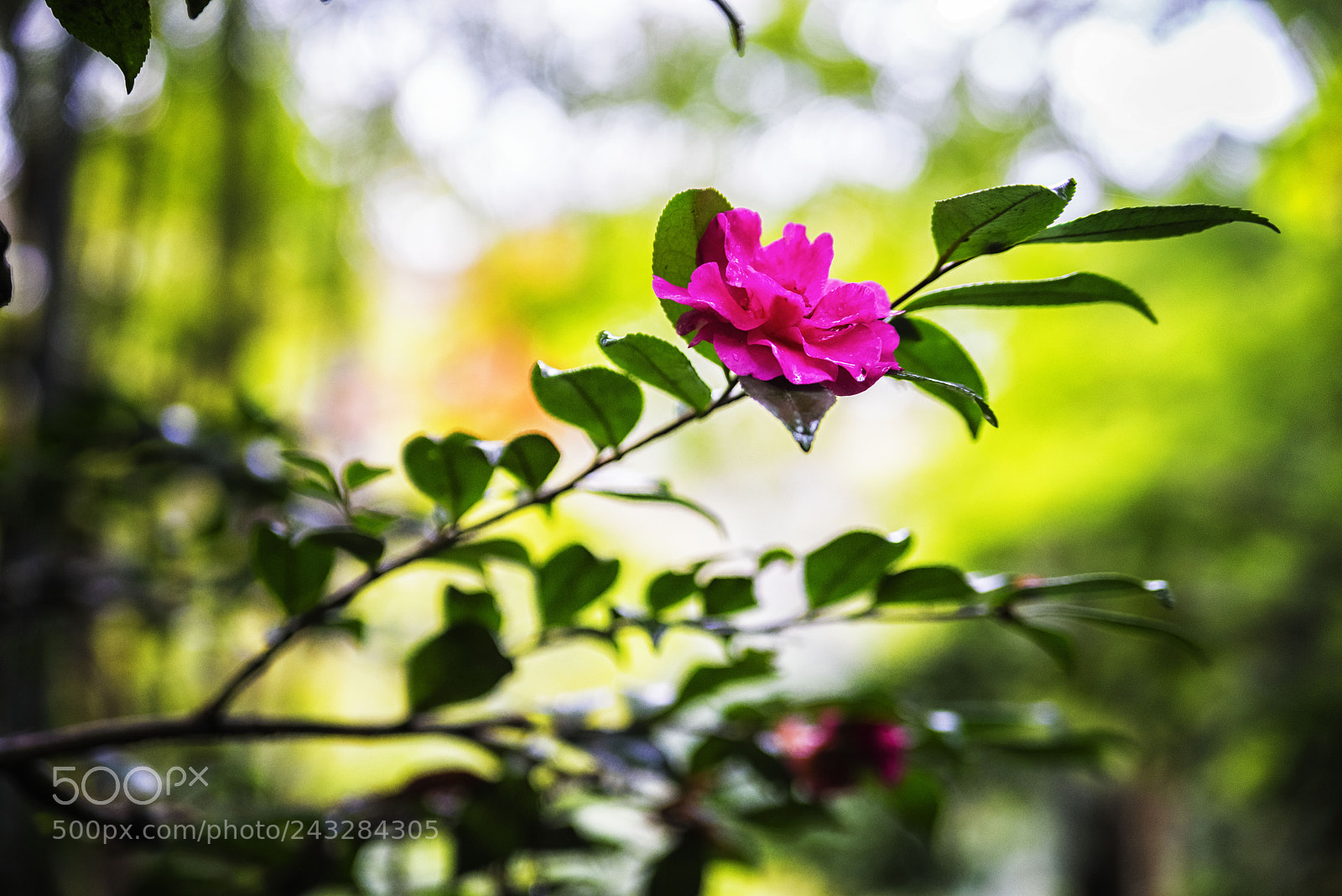 Nikon D610 sample photo. The light fell and photography