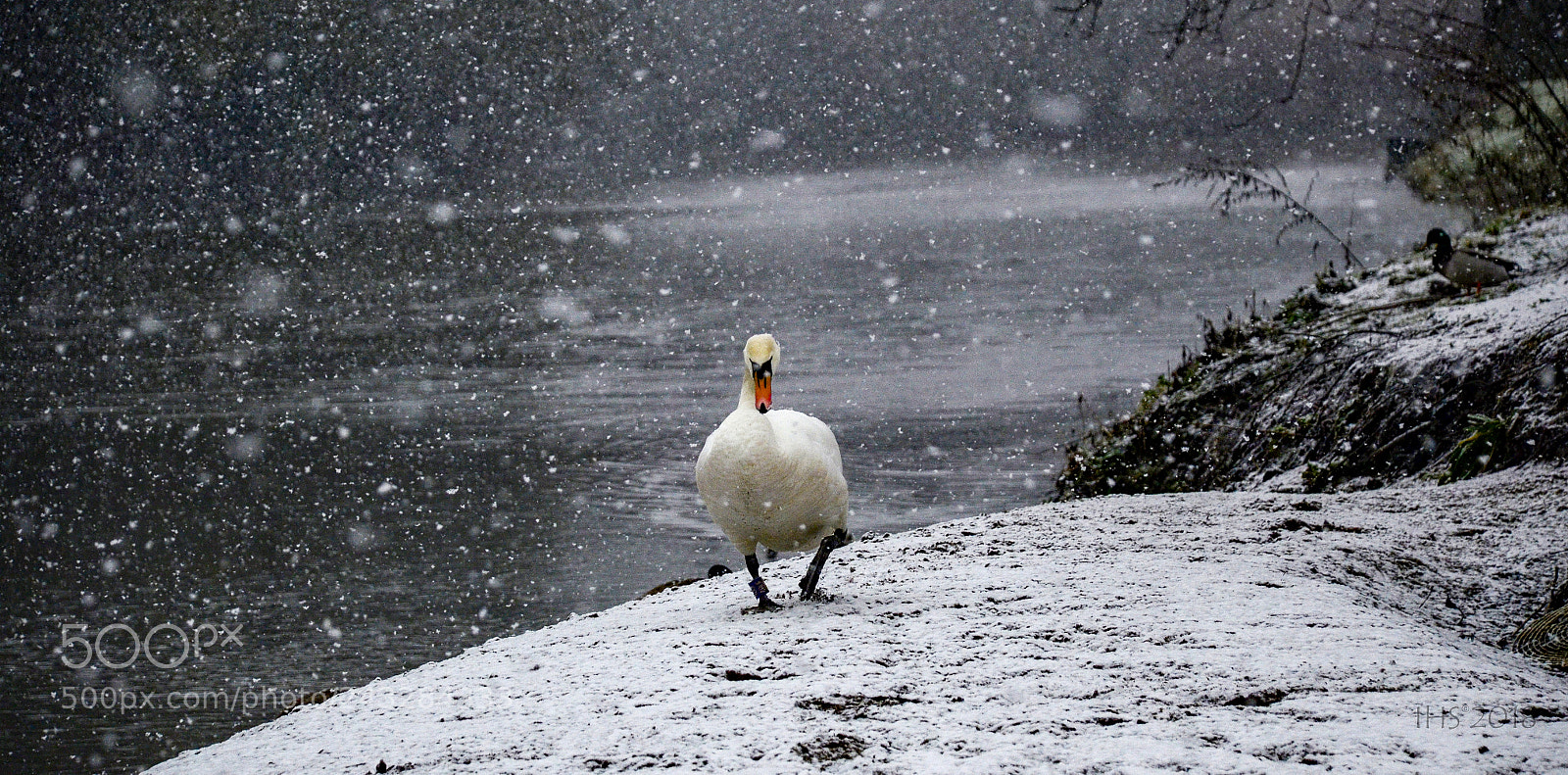 Nikon D5100 sample photo. Winter walk by the photography