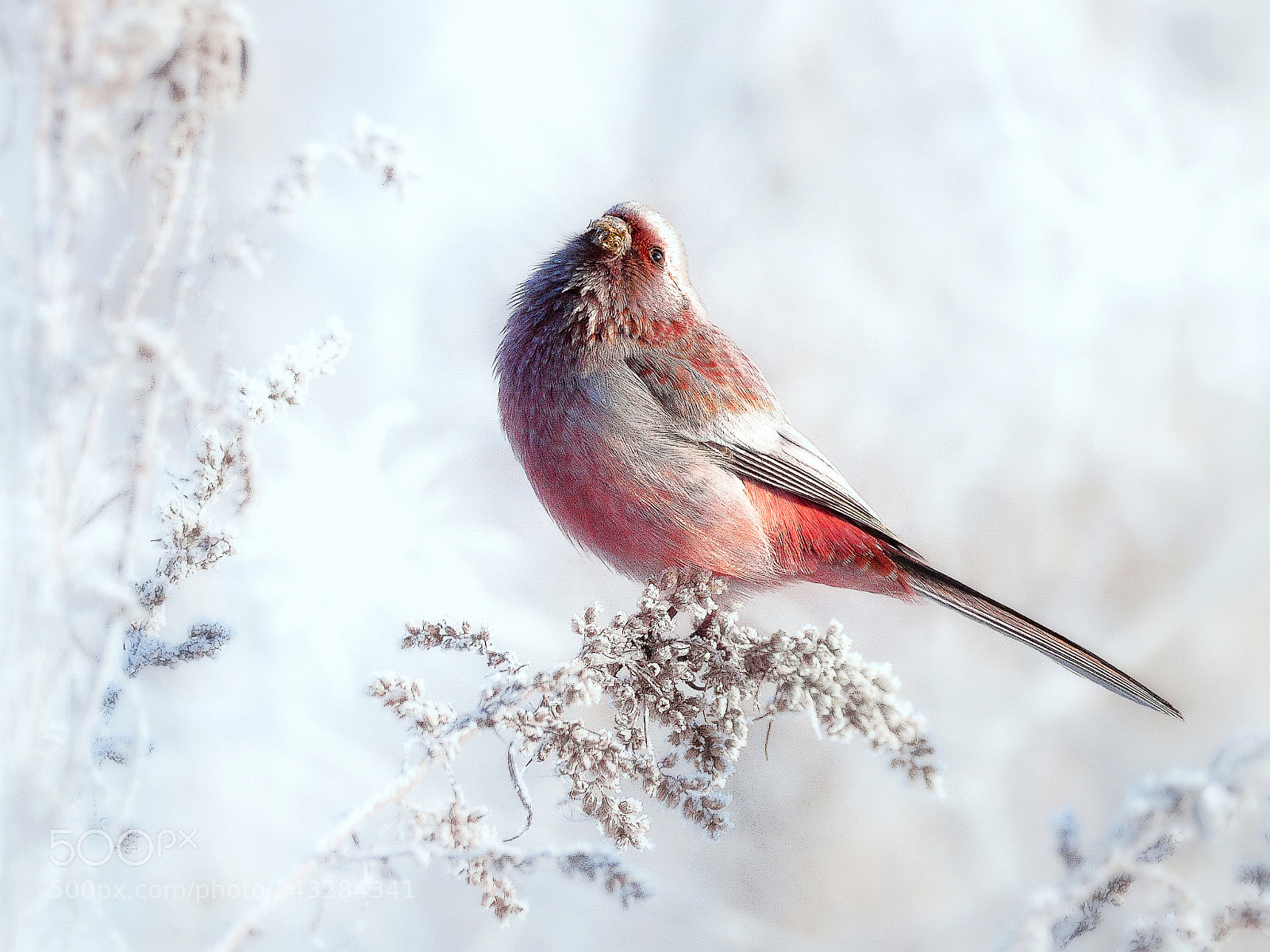 Nikon D610 sample photo. Луговые зимние  птицы photography