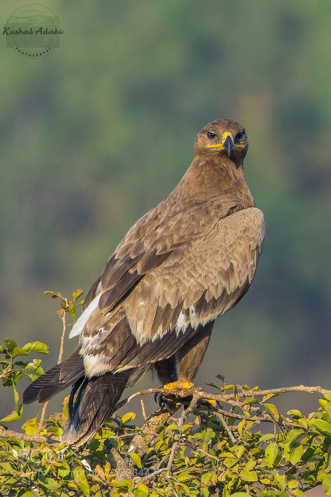 Nikon D7200 sample photo. Tawny eagle (pale morph) photography