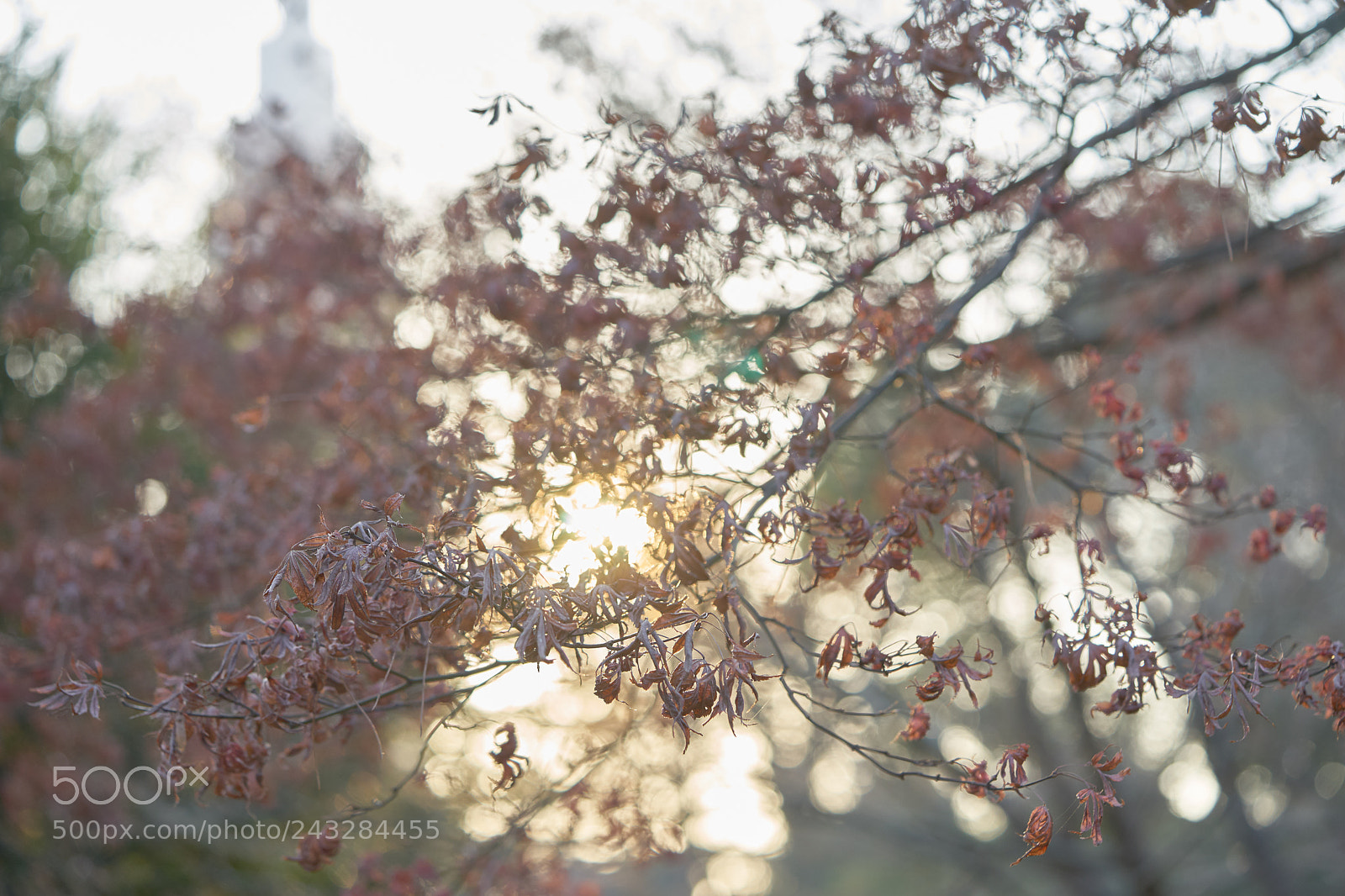 Sony a7 sample photo. Leaves 939 photography