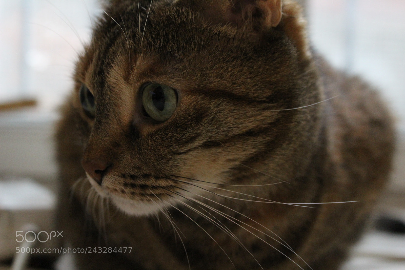 Canon EF-S 18-55mm F3.5-5.6 III sample photo. Lydia photography