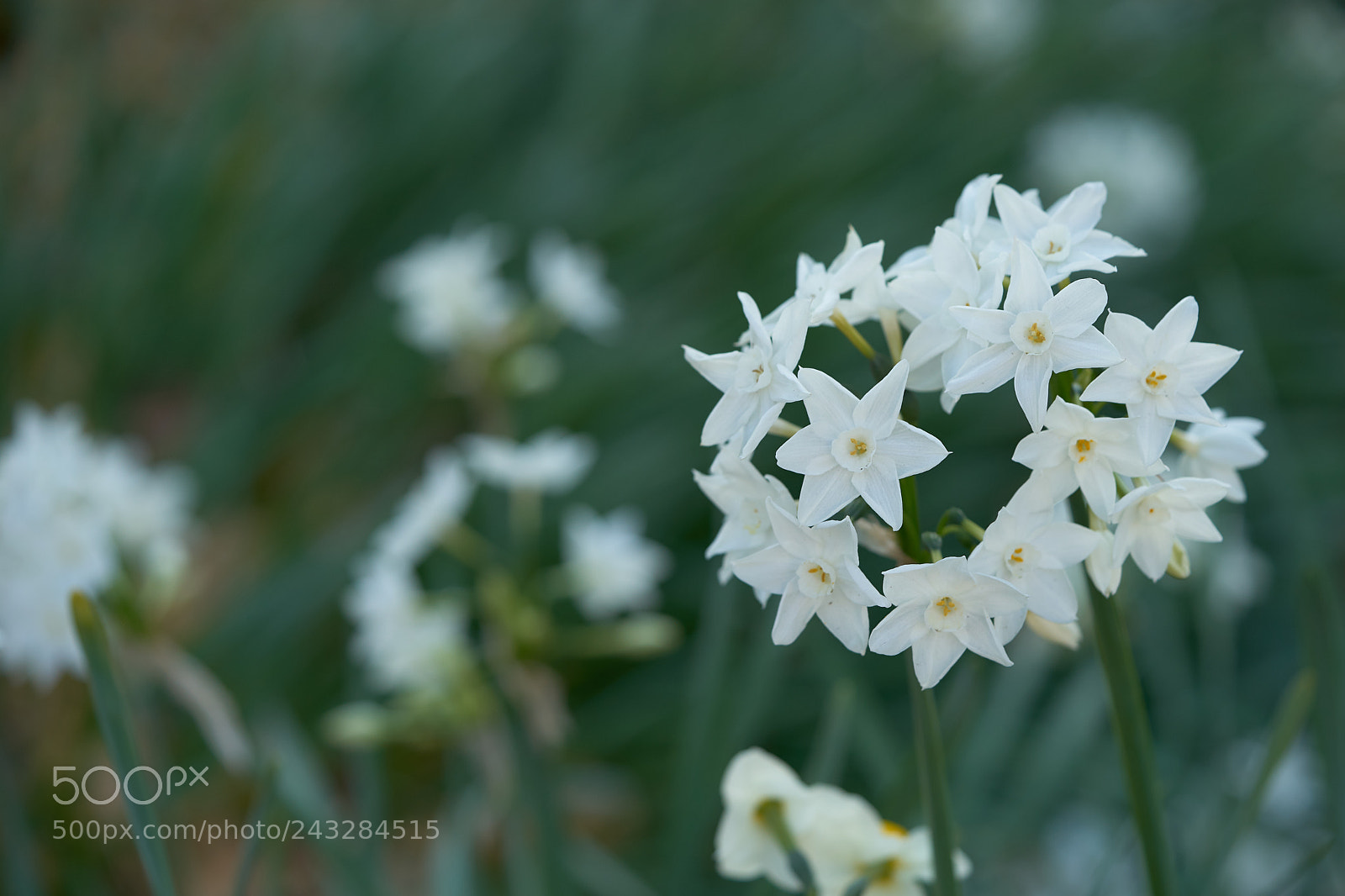 Sony a7 sample photo. Flowers 6106 photography