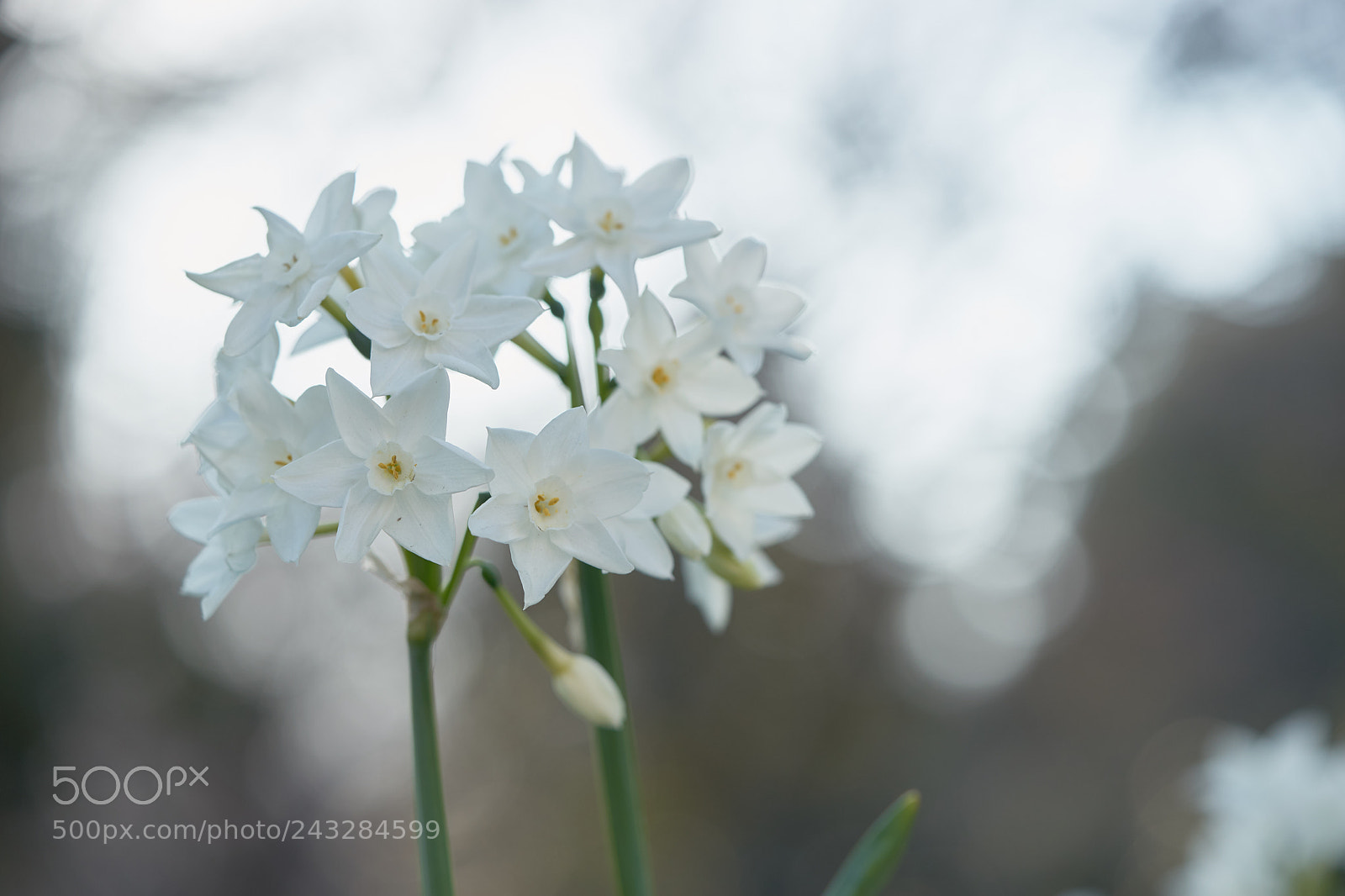 Sony a7 sample photo. Flowers 6107 photography