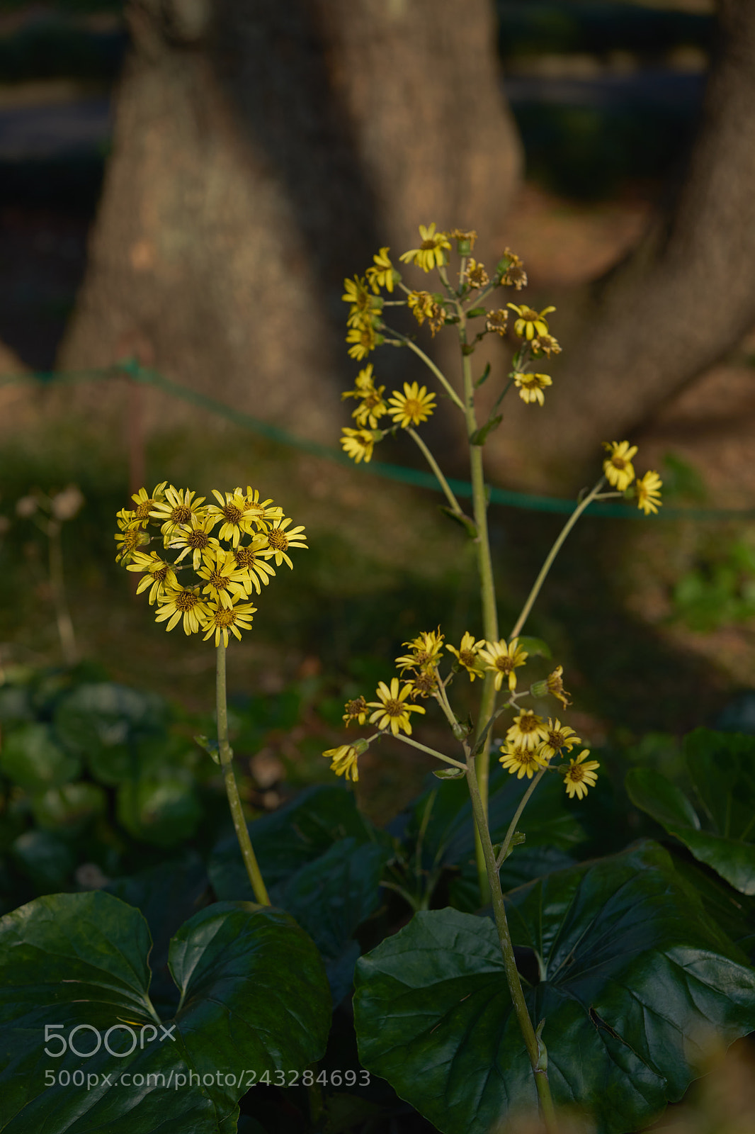 Sony a7 sample photo. Flowers 6108 photography