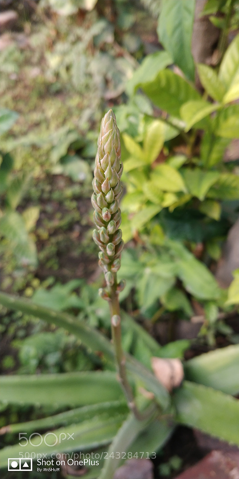 OnePlus 5T sample photo. Untitled photography