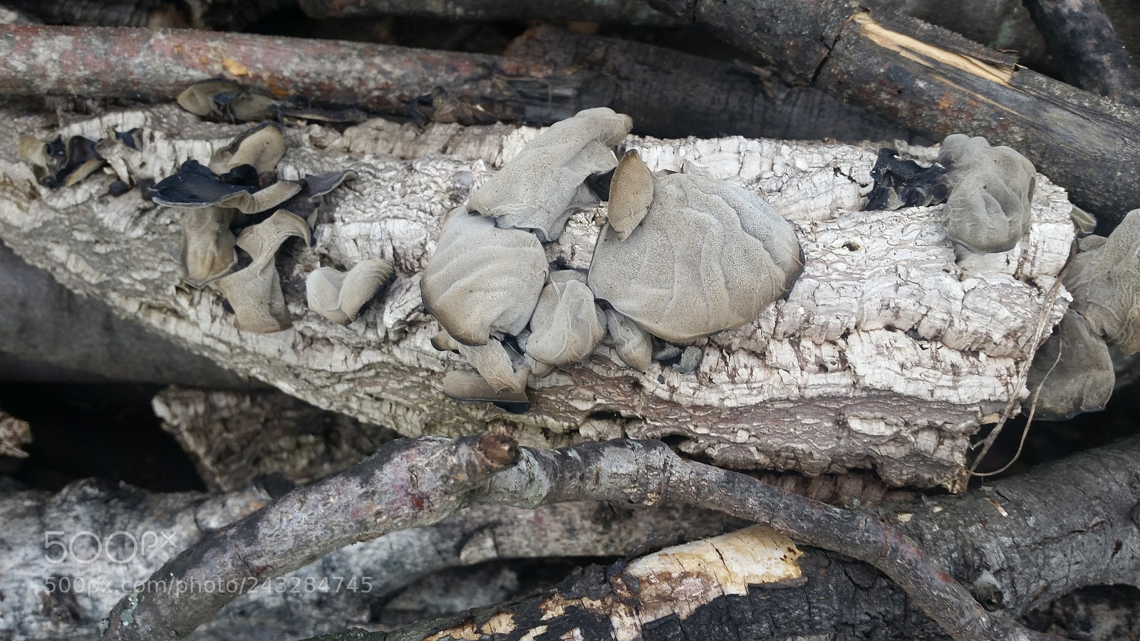 Samsung Galaxy S5 sample photo. Muffe e funghi photography