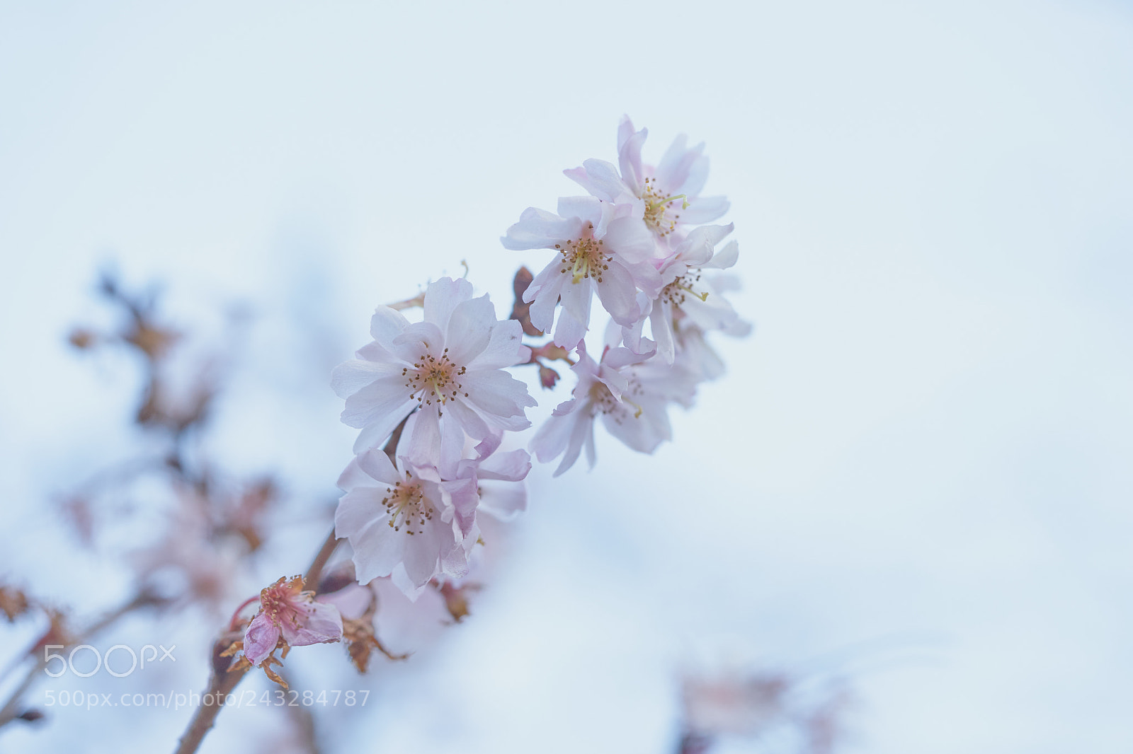 Sony a7 sample photo. Flowers 6109 photography