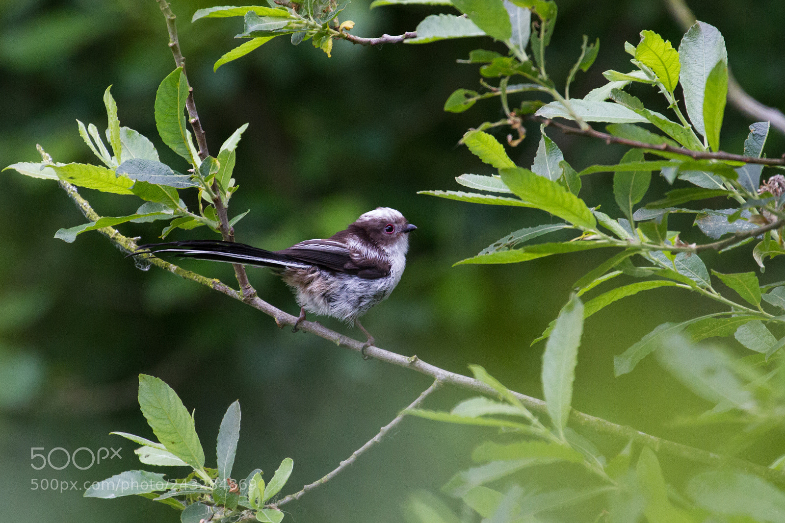 Canon EOS 7D sample photo. Long tail tit photography