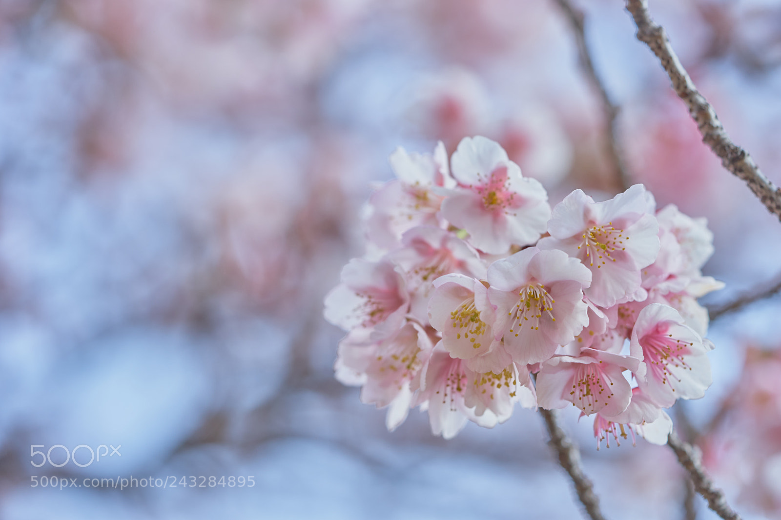 Sony a7 sample photo. Flowers 6110 photography