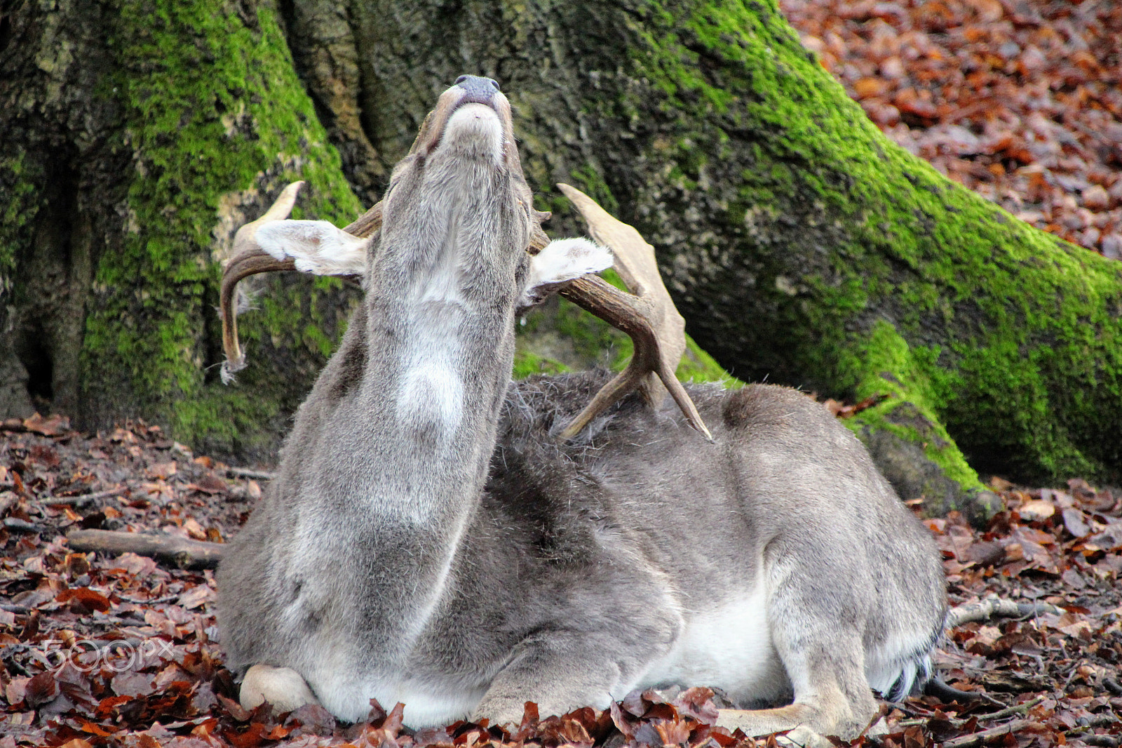 Canon TS-E 90mm F2.8 Tilt-Shift sample photo. Fallow deer photography
