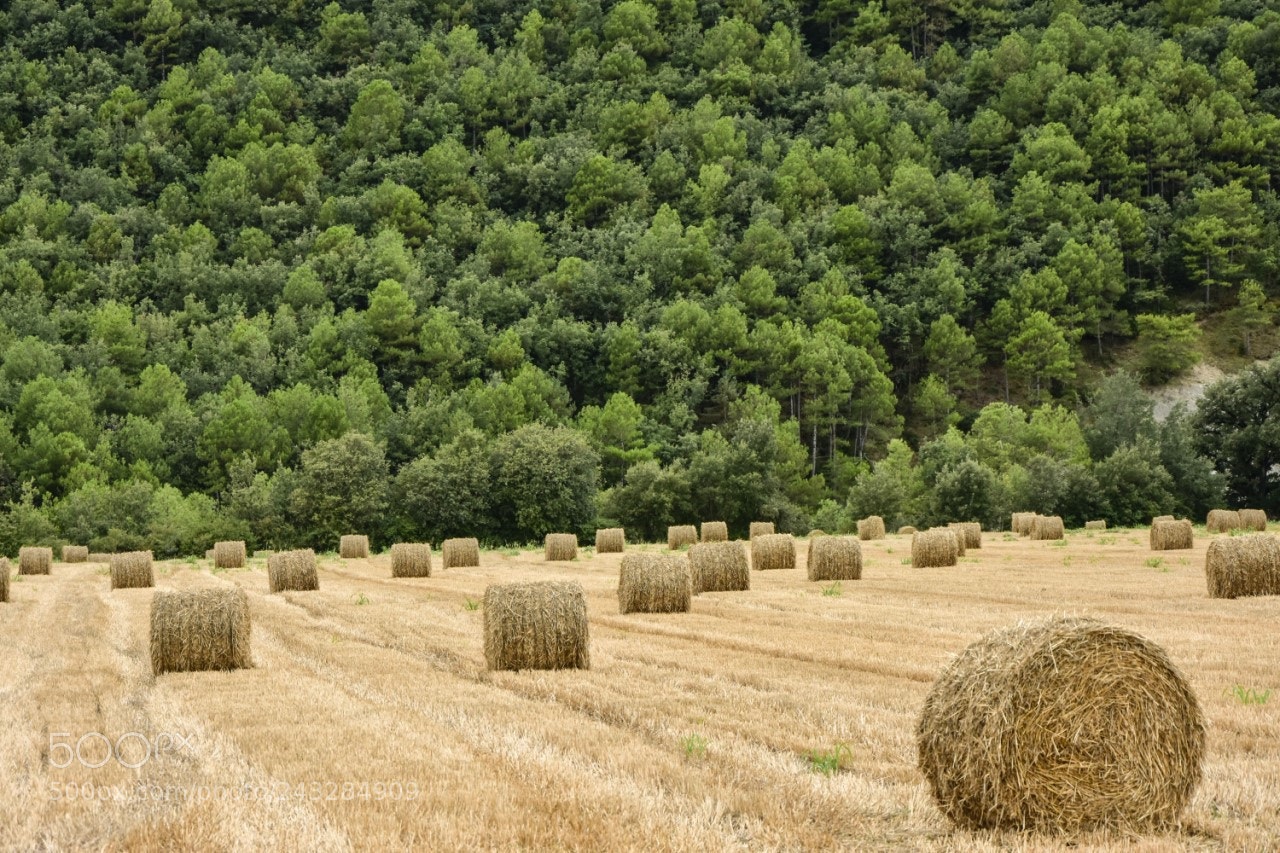 Nikon D7200 sample photo. Rollos de paja photography