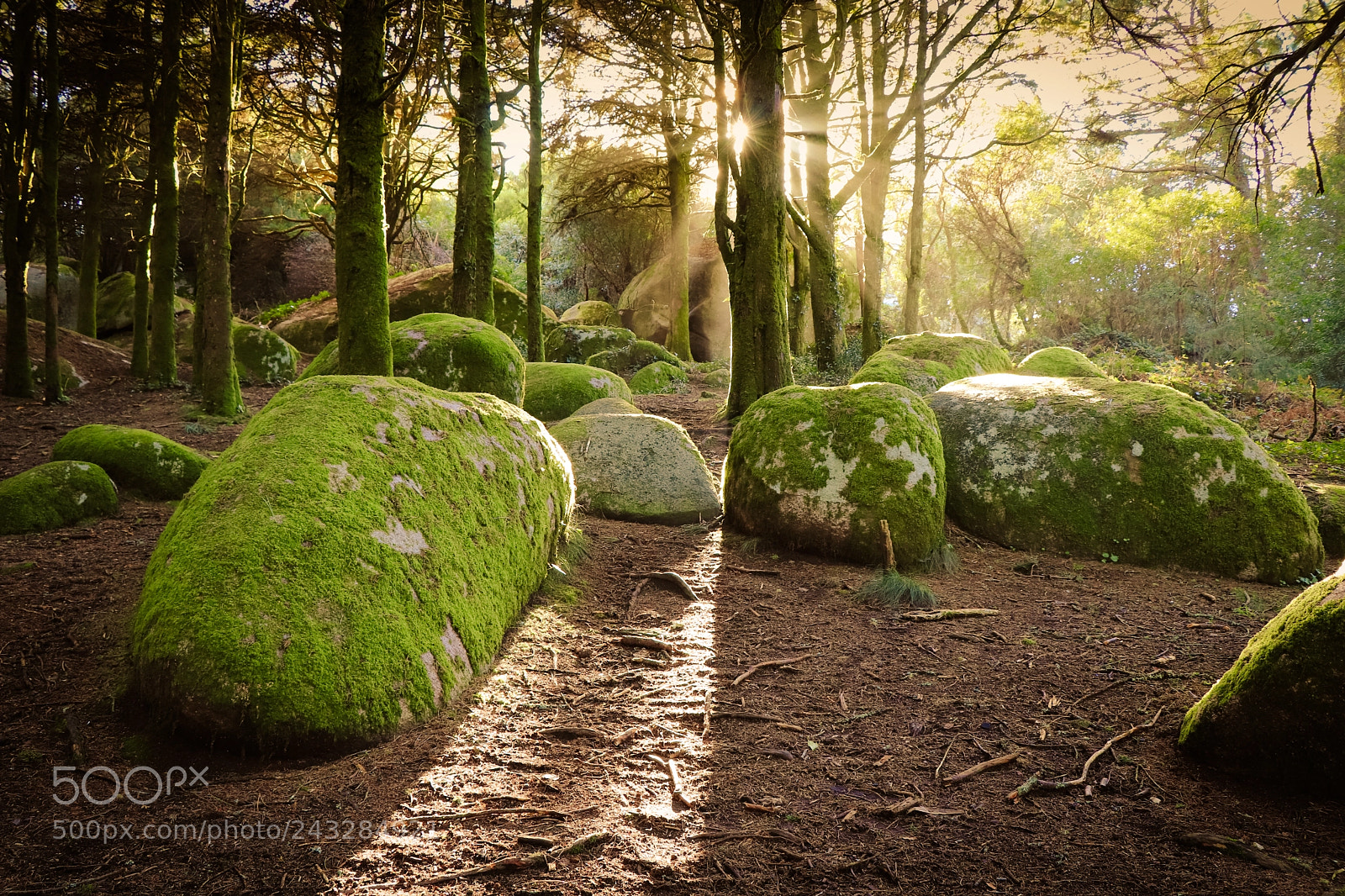 Canon EOS 77D (EOS 9000D / EOS 770D) sample photo. Morning light photography
