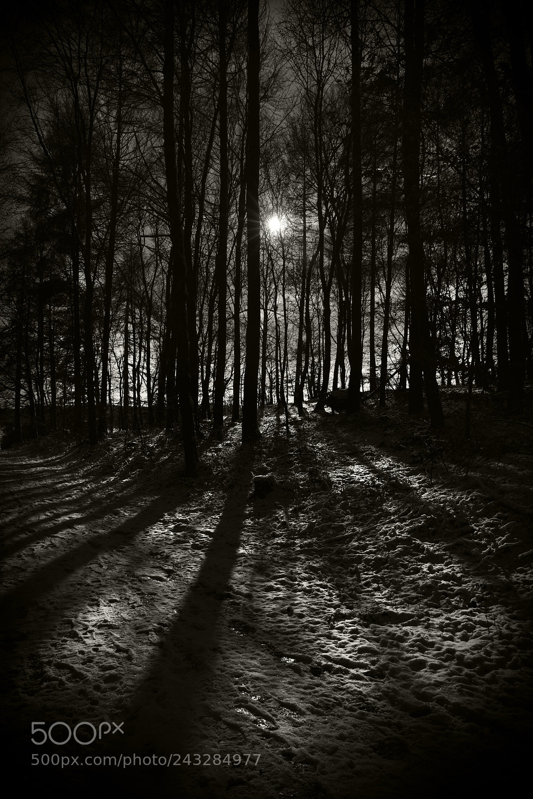 Nikon D800 sample photo. Winter light photography