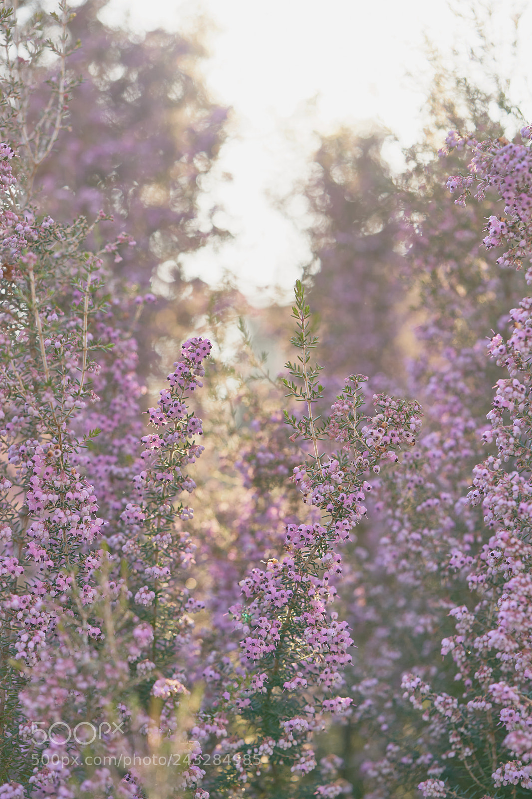 Sony a7 sample photo. Flowers 6111 photography