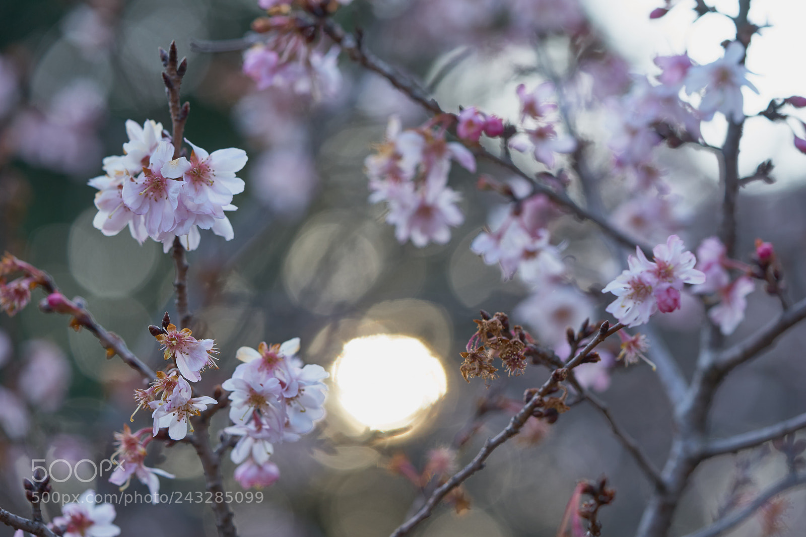 Sony a7 sample photo. Flowers 6112 photography