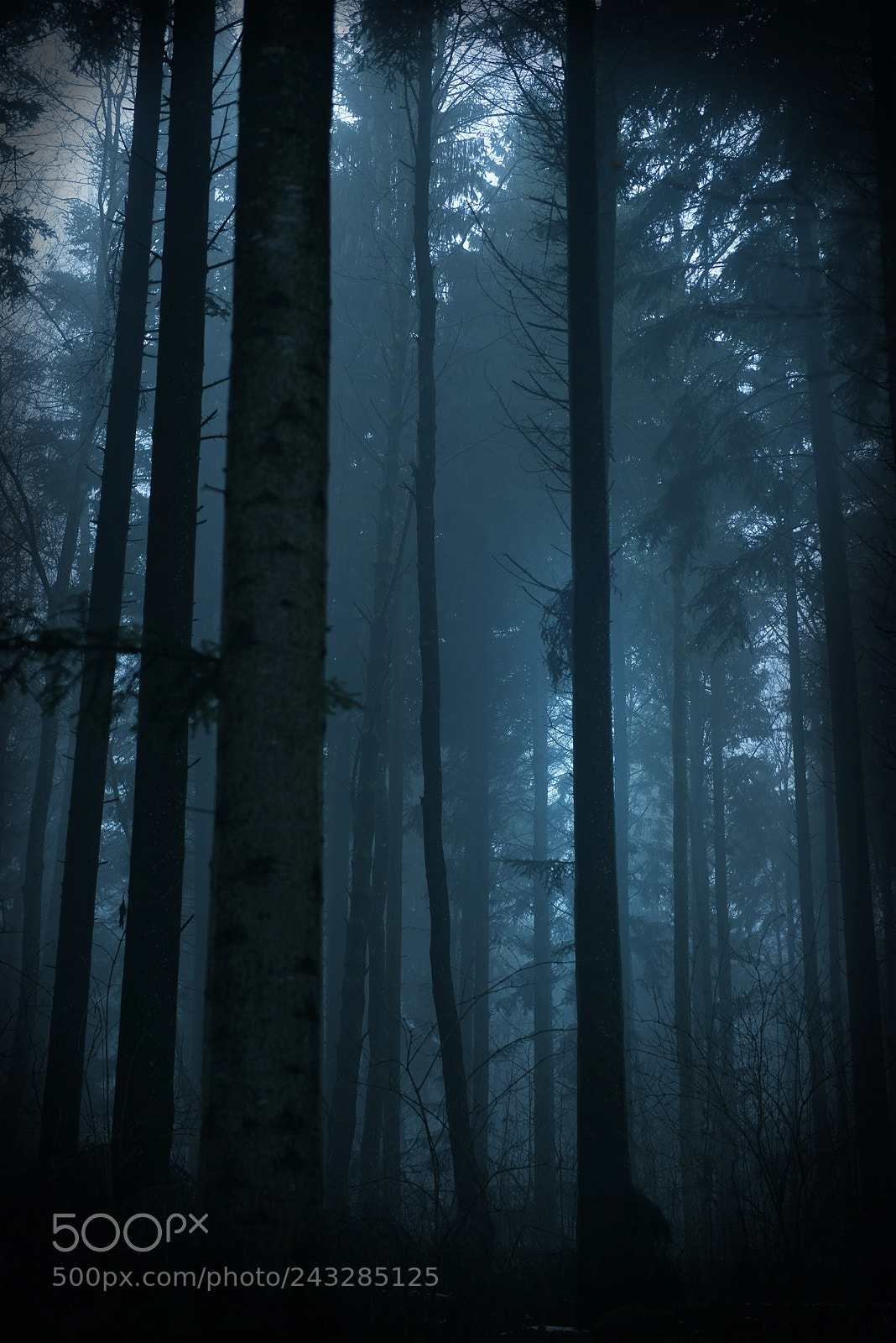 Nikon D800 sample photo. Winter light photography