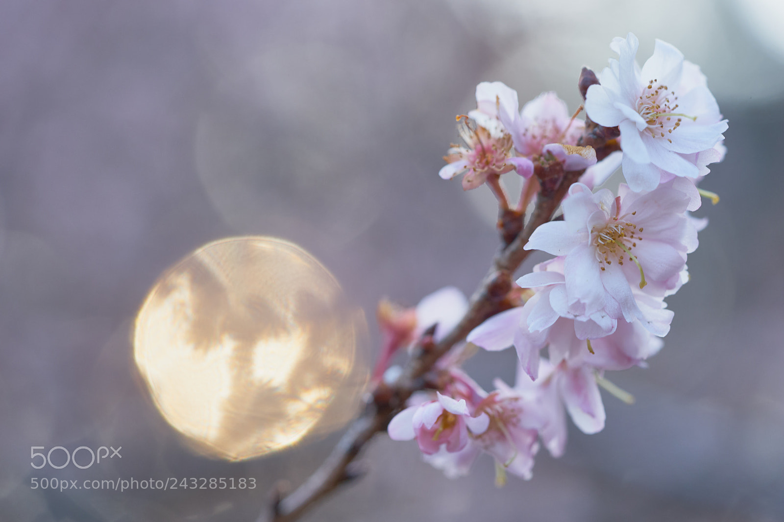 Sony a7 sample photo. Flowers 6113 photography
