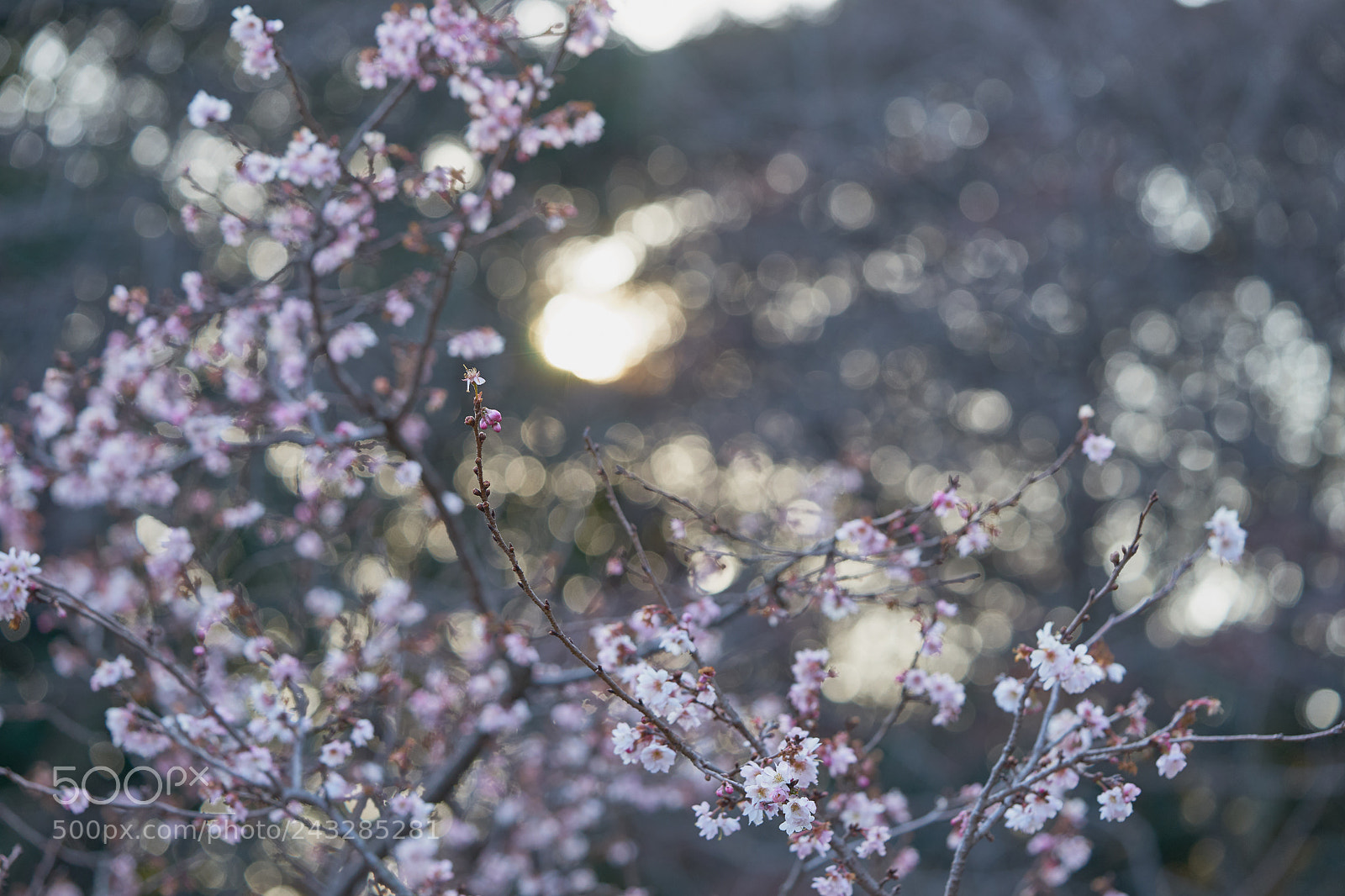 Sony a7 sample photo. Flowers 6114 photography