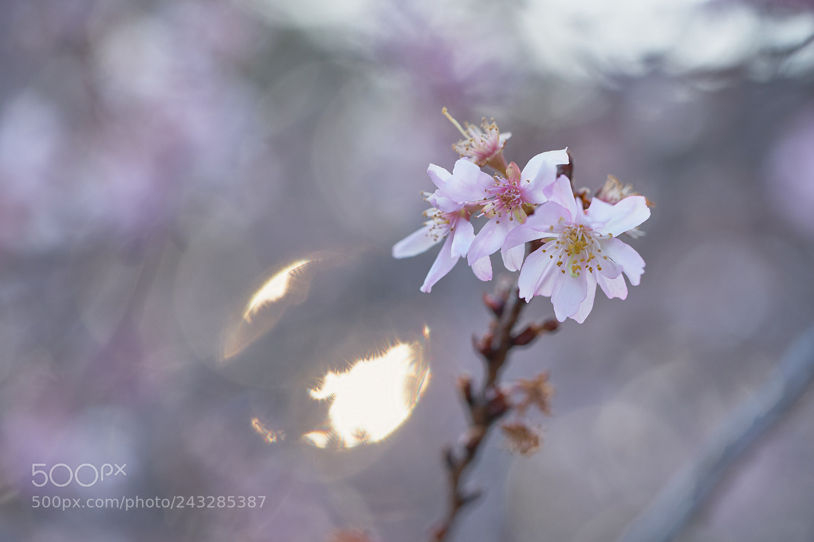 Sony a7 sample photo. Flowers 6115 photography
