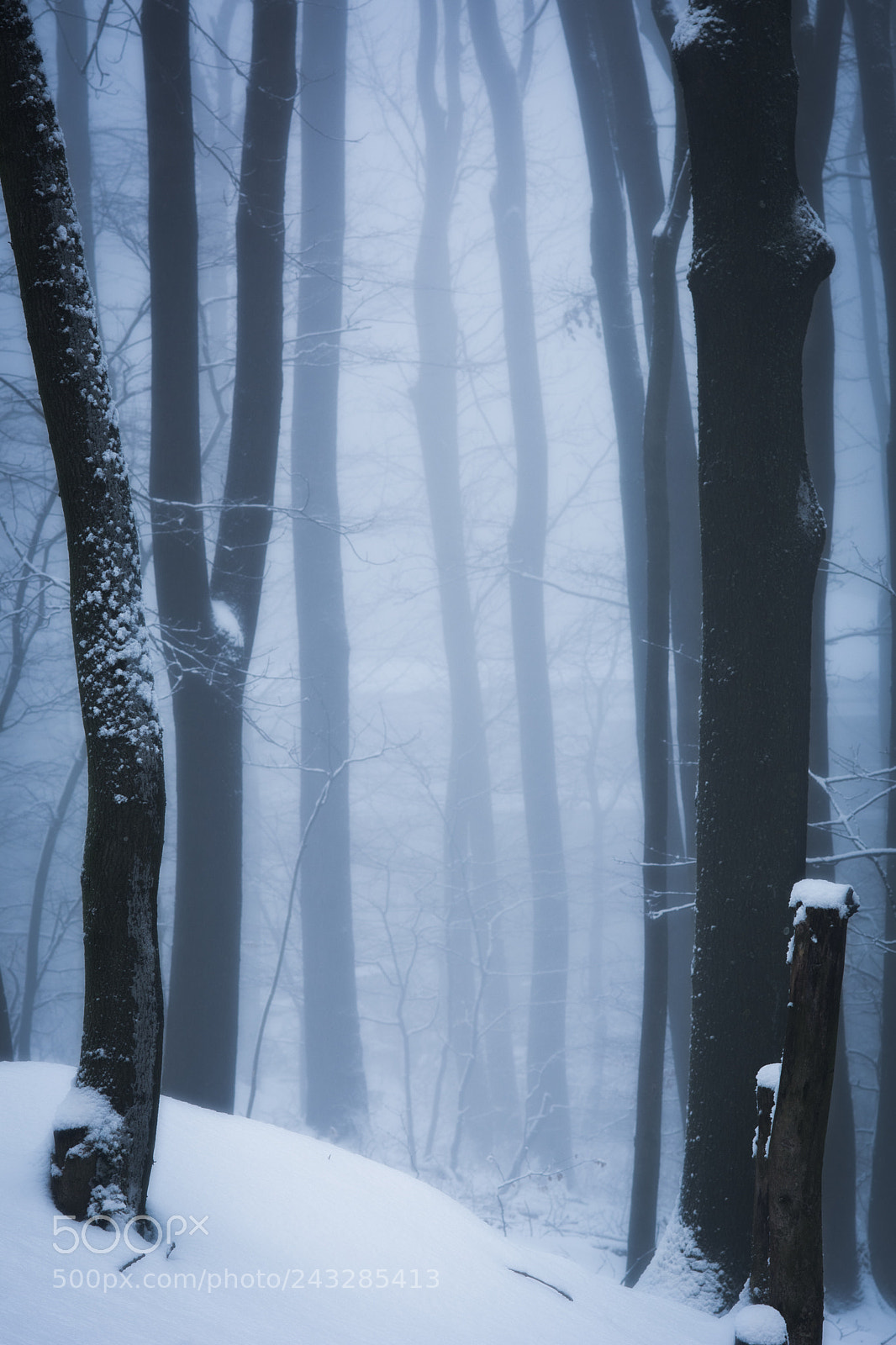 Nikon D7100 sample photo. Midwinter's dream photography