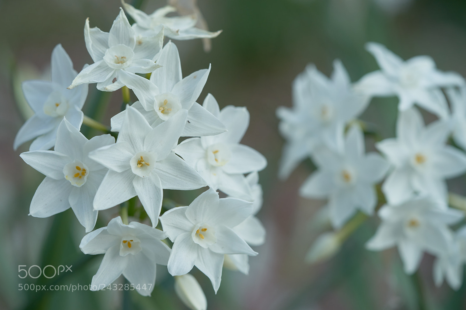 Sony a7 sample photo. Flowers 6116 photography