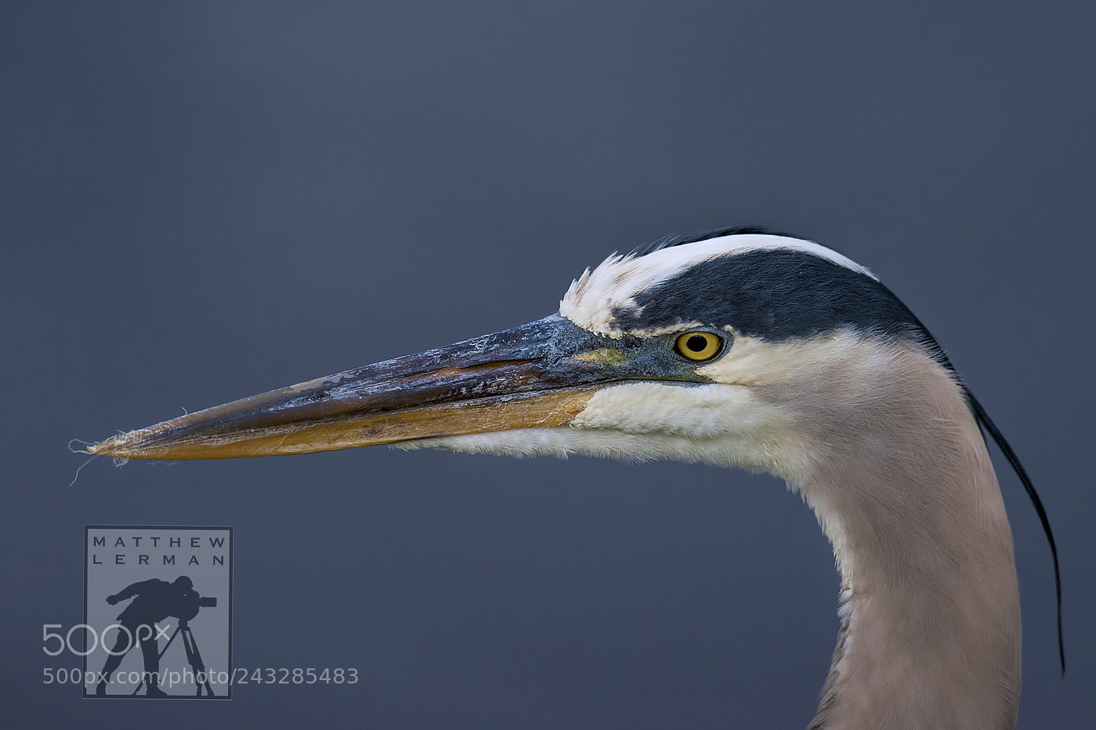 Nikon D810 sample photo. Great blue heron photography