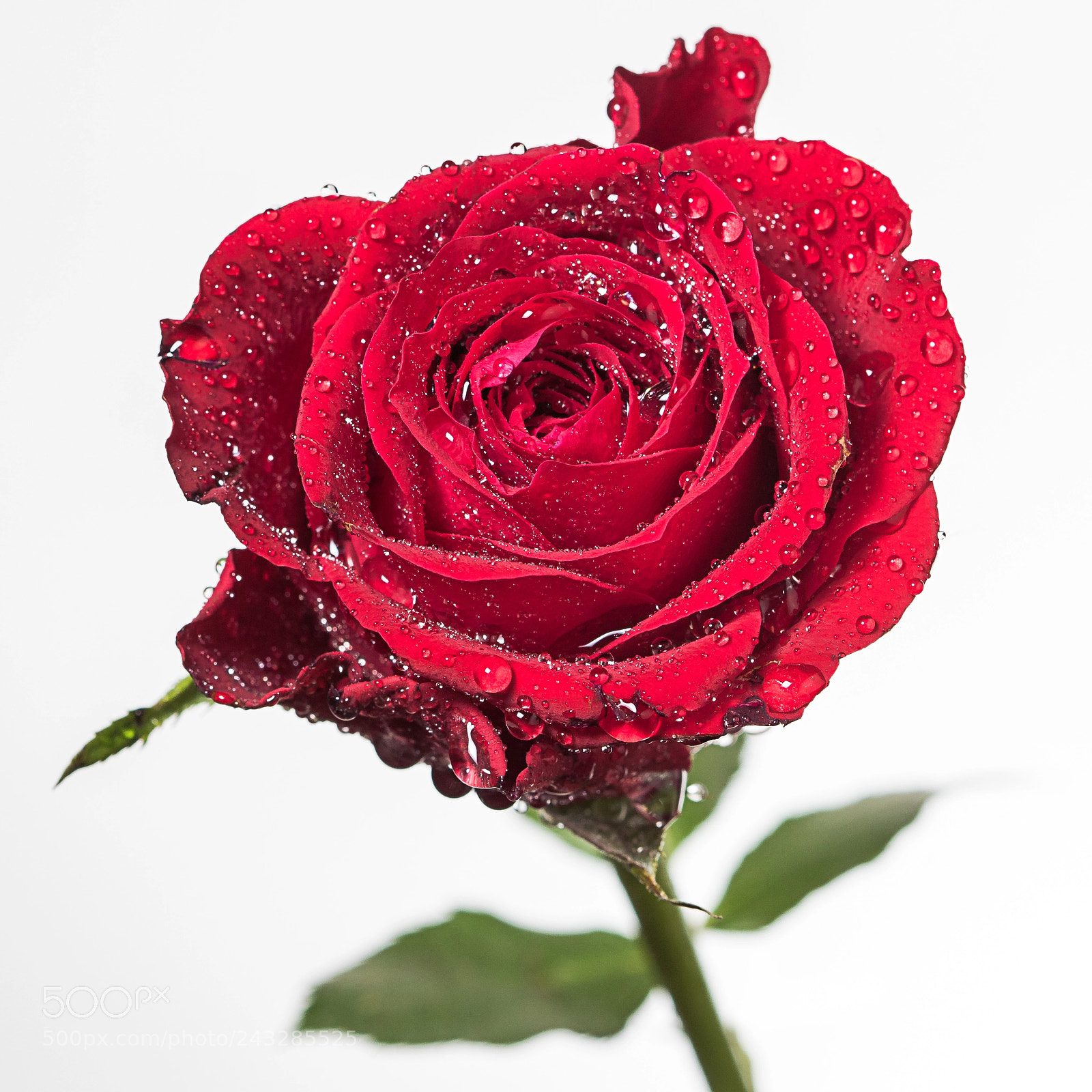Canon EOS 7D Mark II sample photo. Rose photography