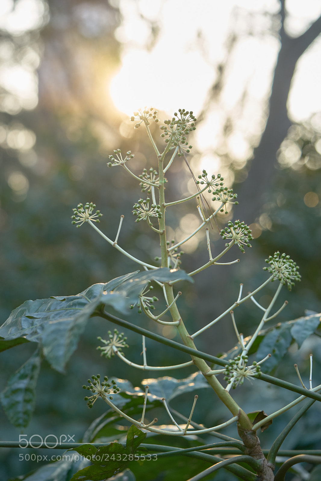 Sony a7 sample photo. Flowers 6117 photography