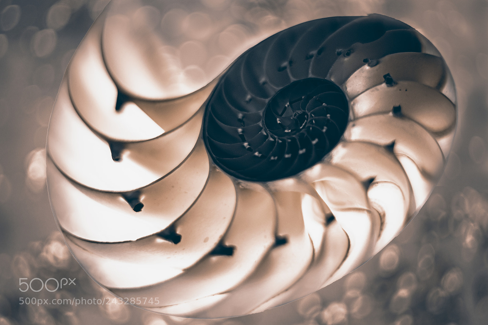 Sony a7R II sample photo. Golden seashell photography