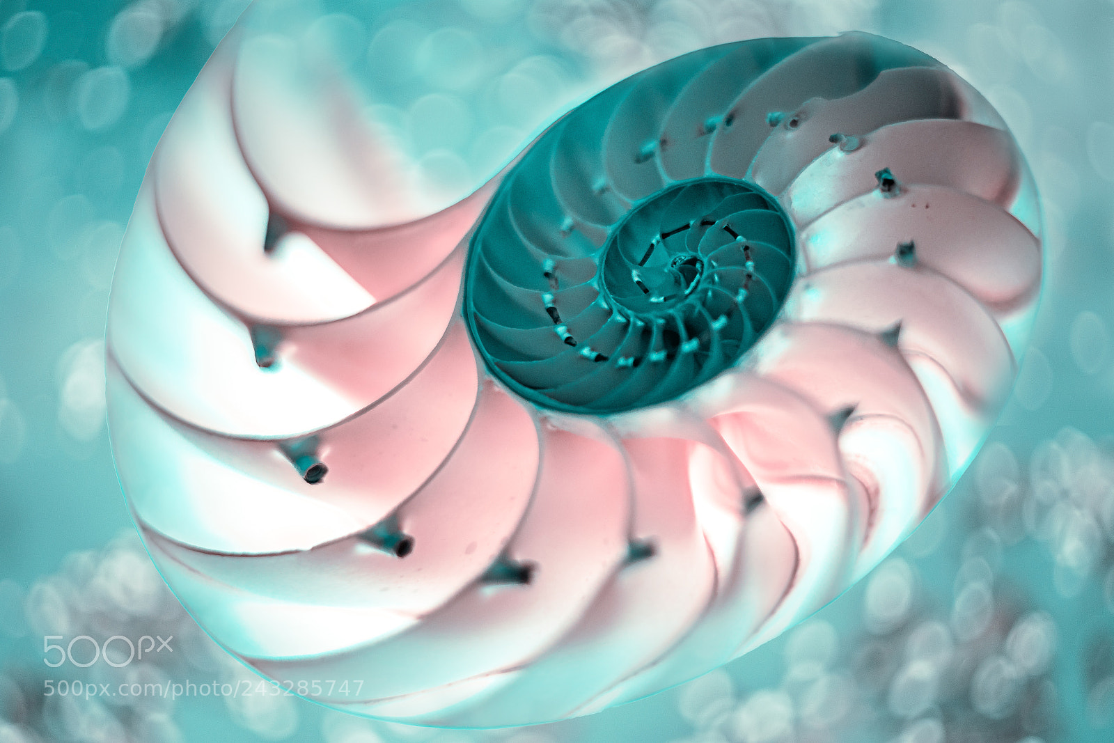 Sony a7R II sample photo. Pink seashell photography