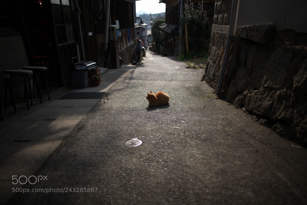 Leica M (Typ 240) sample photo. Cat at the front photography